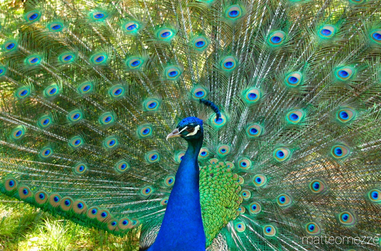 Peacock