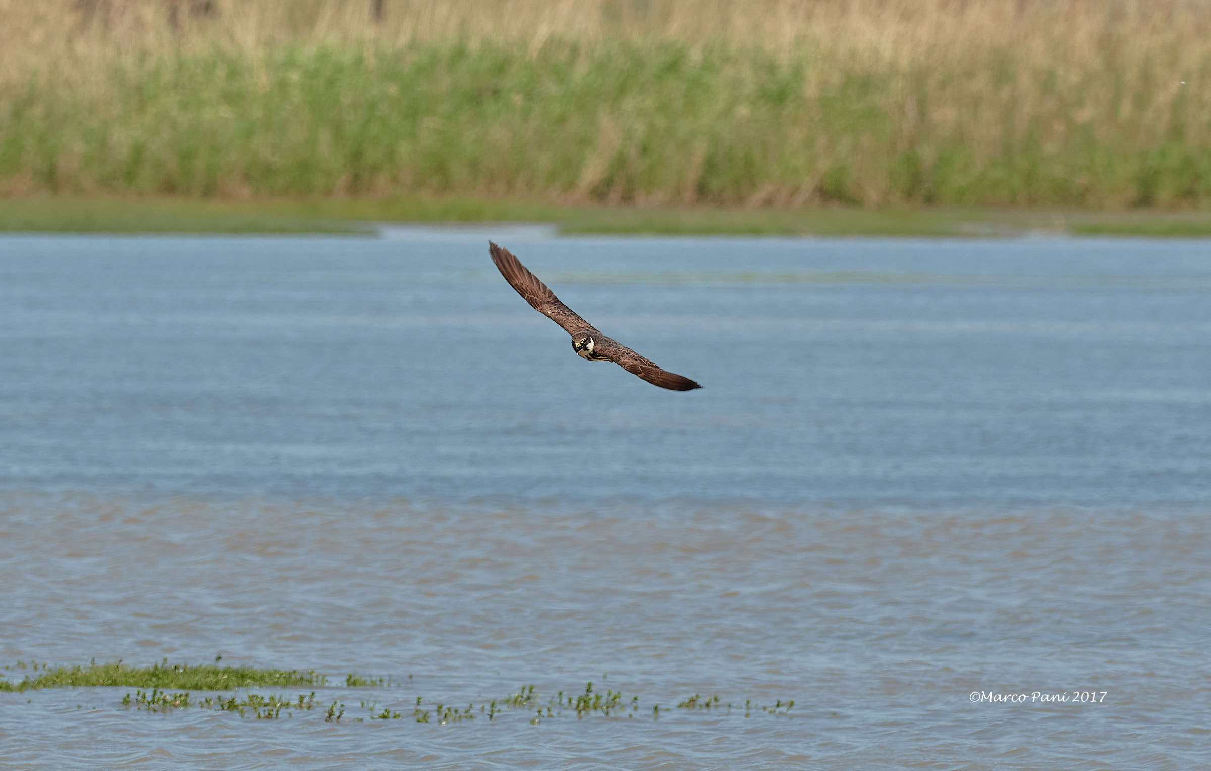 Lodolaio - Hobby (Falco subbuteo)