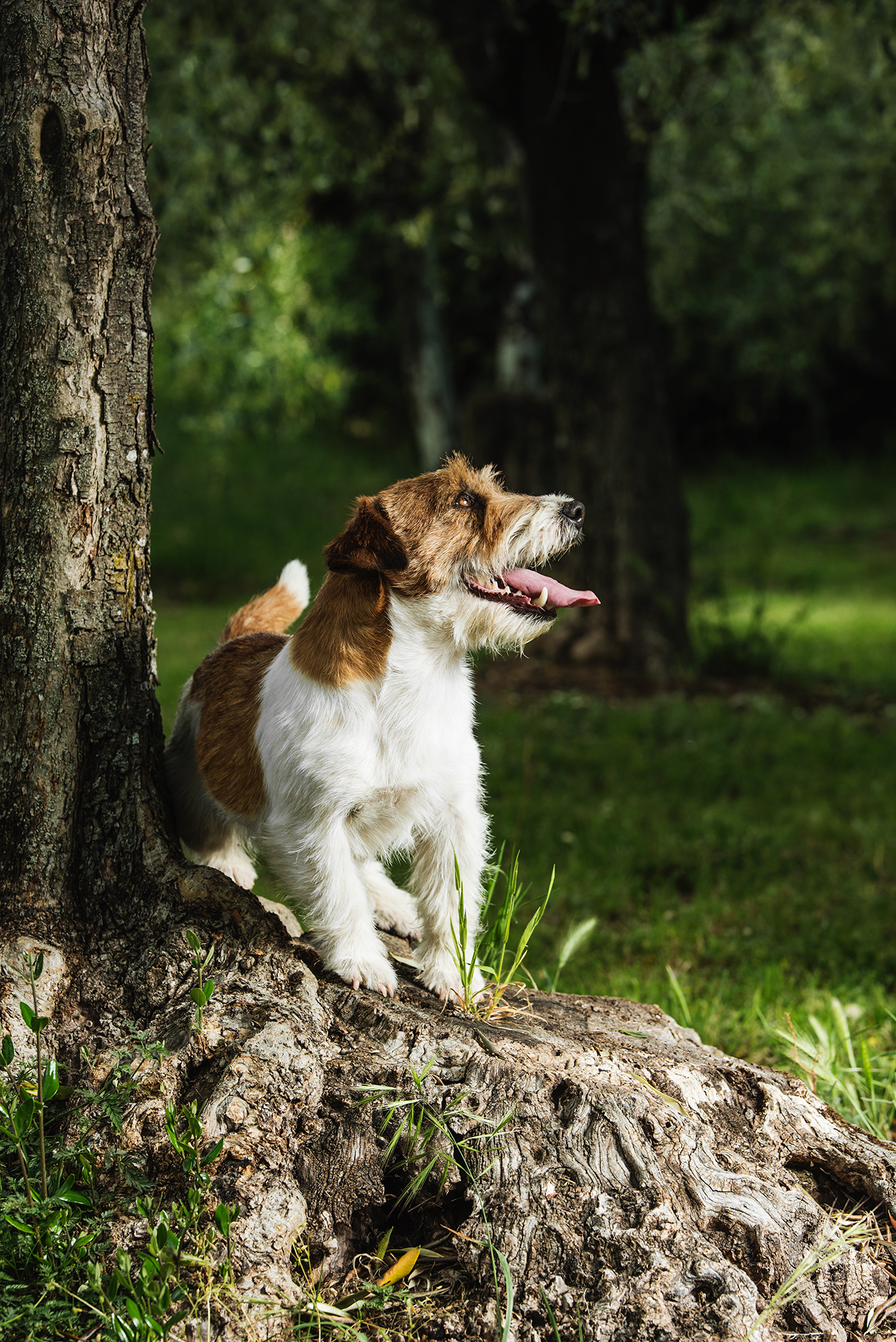 Tex and the olive tree