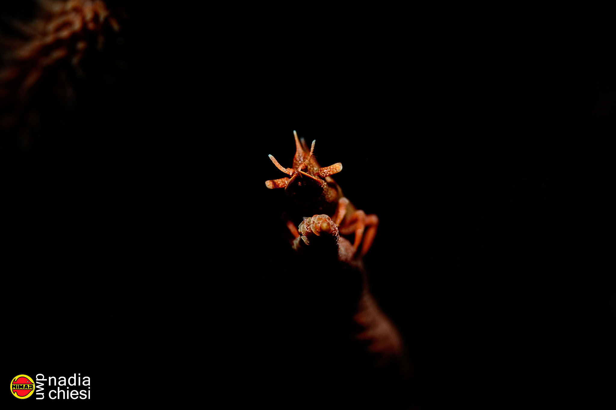 Dragon shrimp with snoot