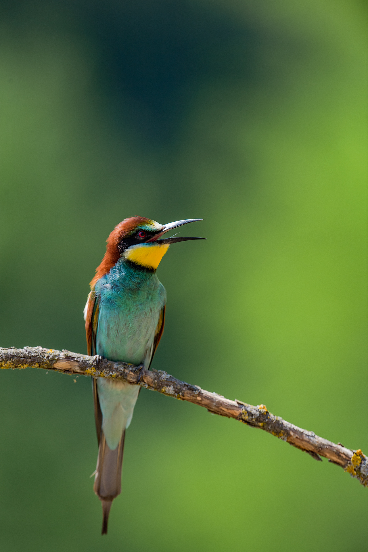 Bee eater