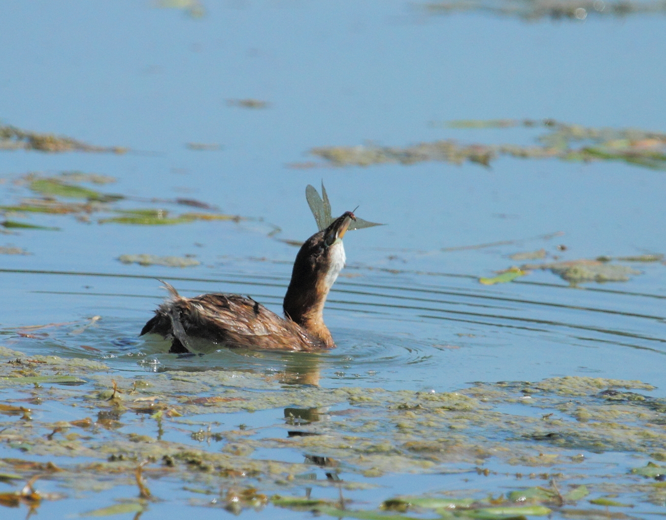 Little Grebe with dragonfly
