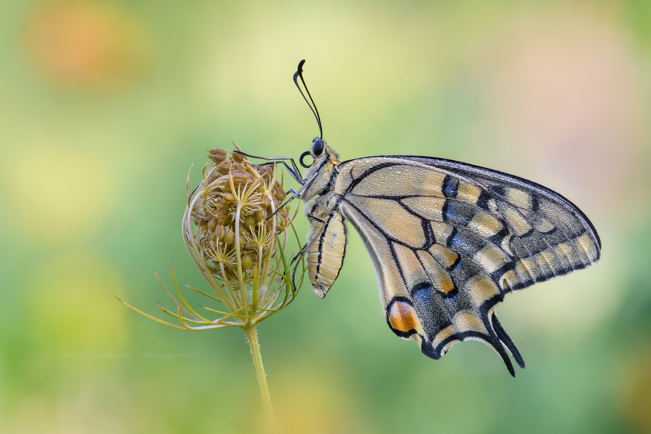 Papilio machaon