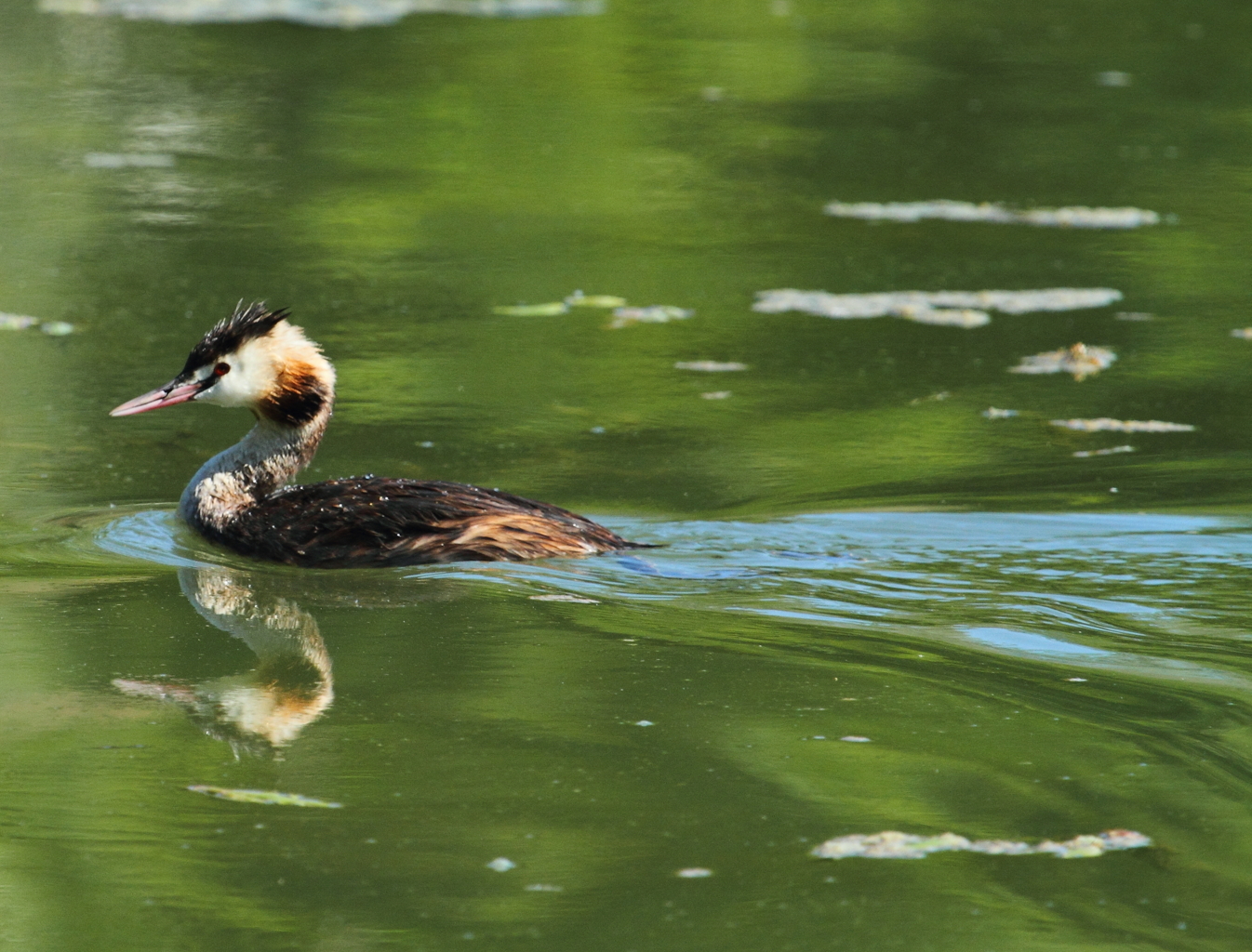 grebe