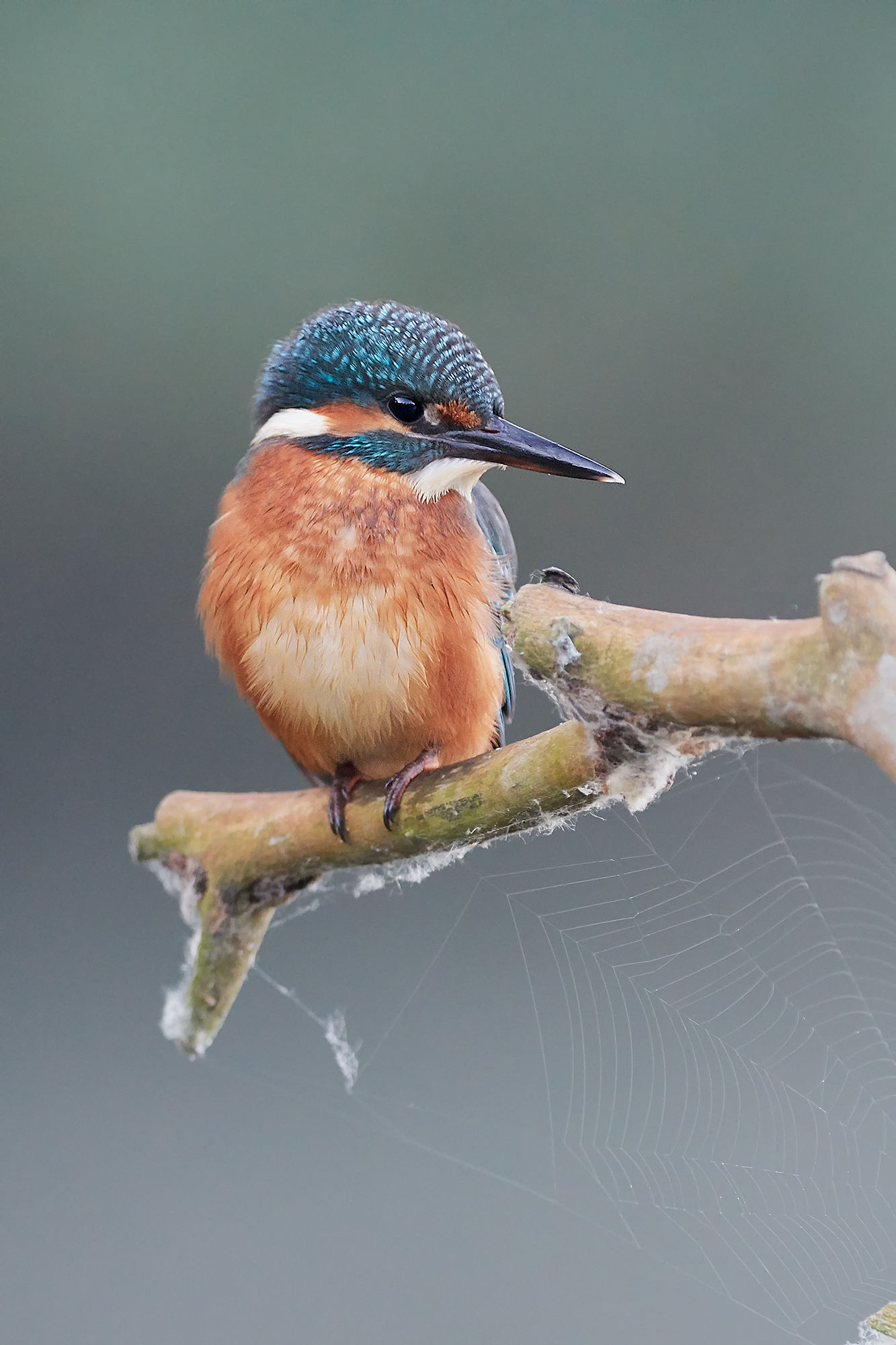 Kingfisher