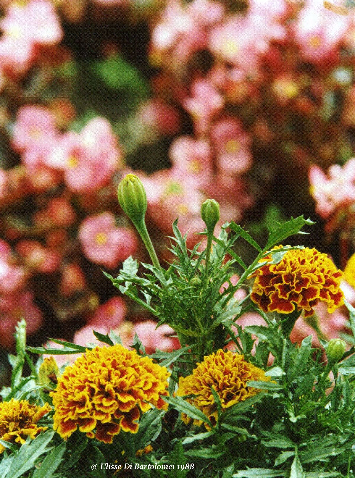 Flowers and admirers