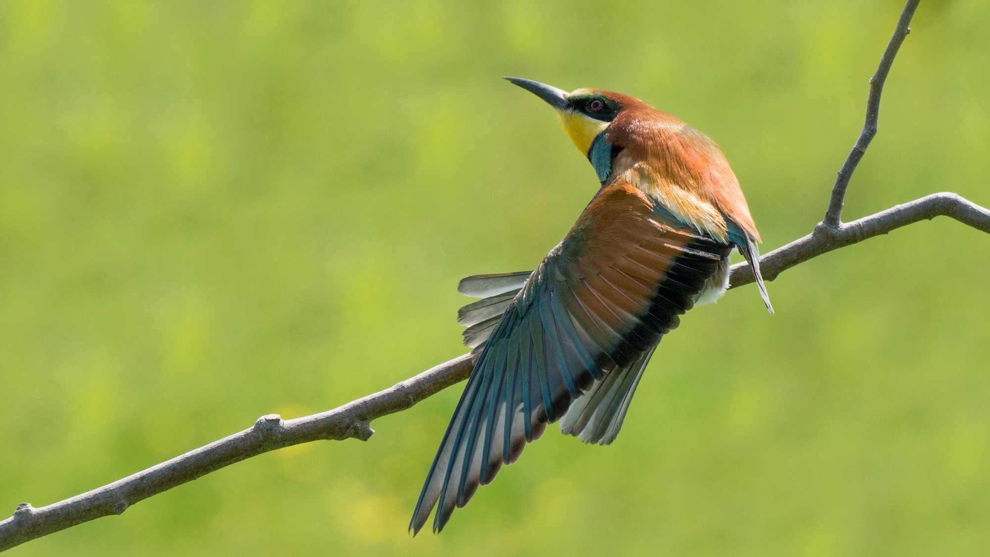 Bee eater