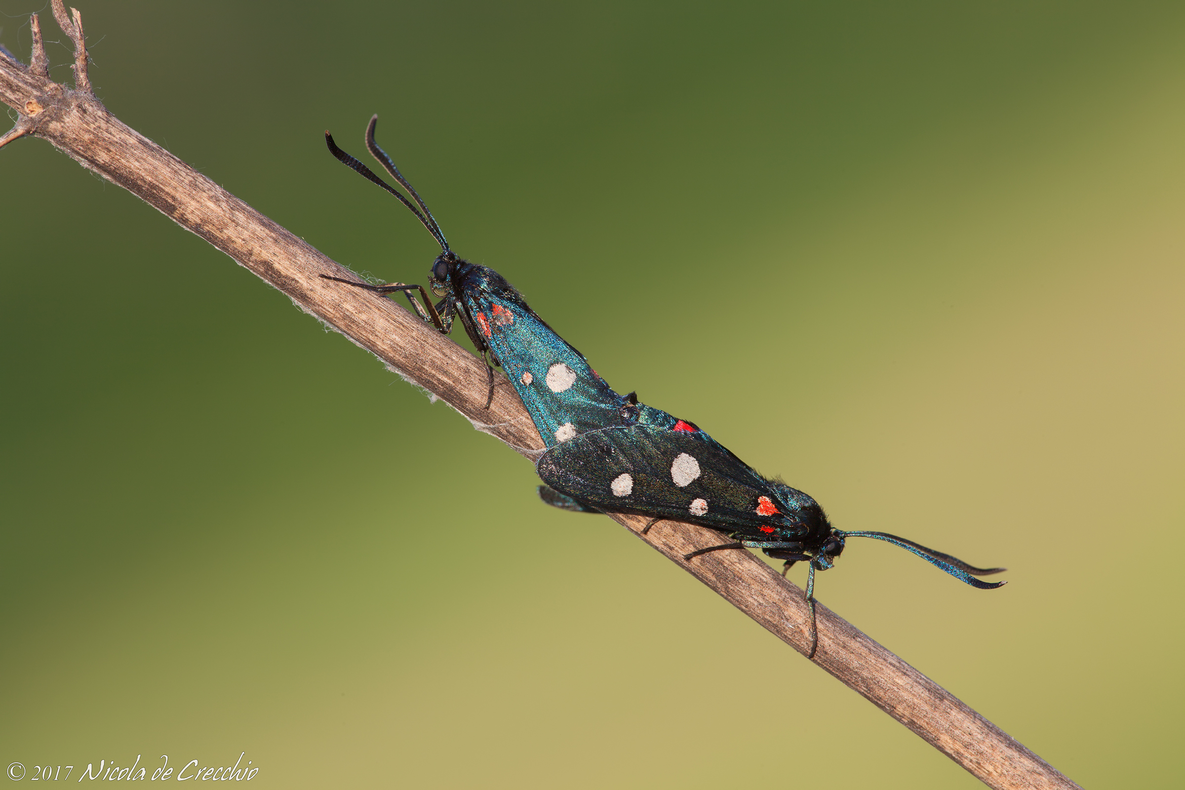Zygaena, pairing