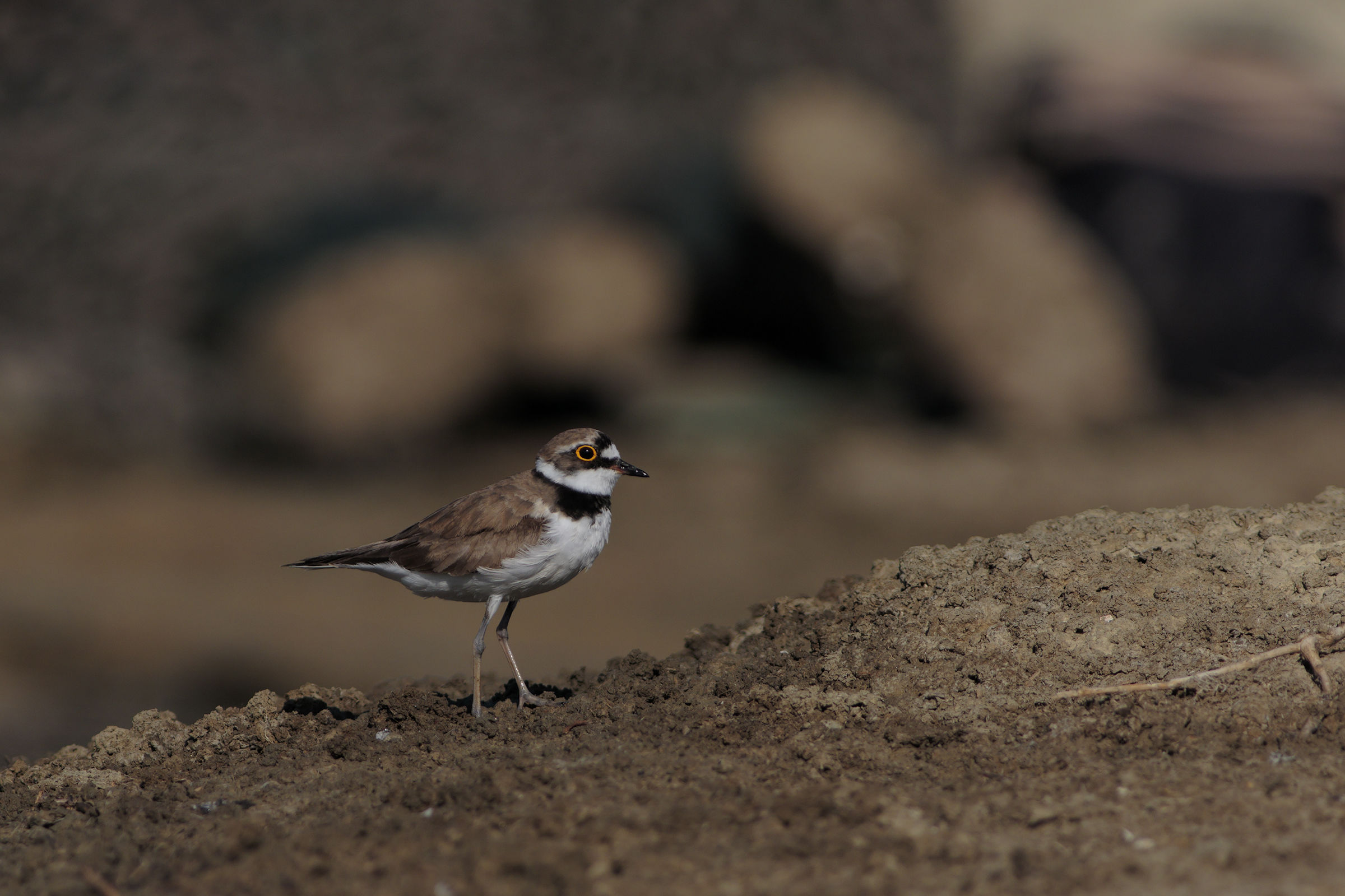 I'm the courier and the intruder boots.