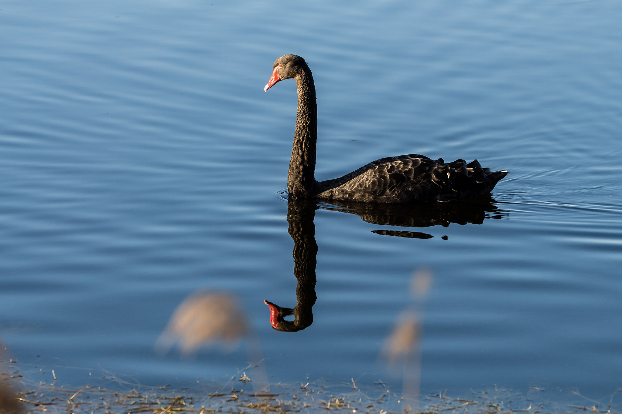 Black swan in the mirror