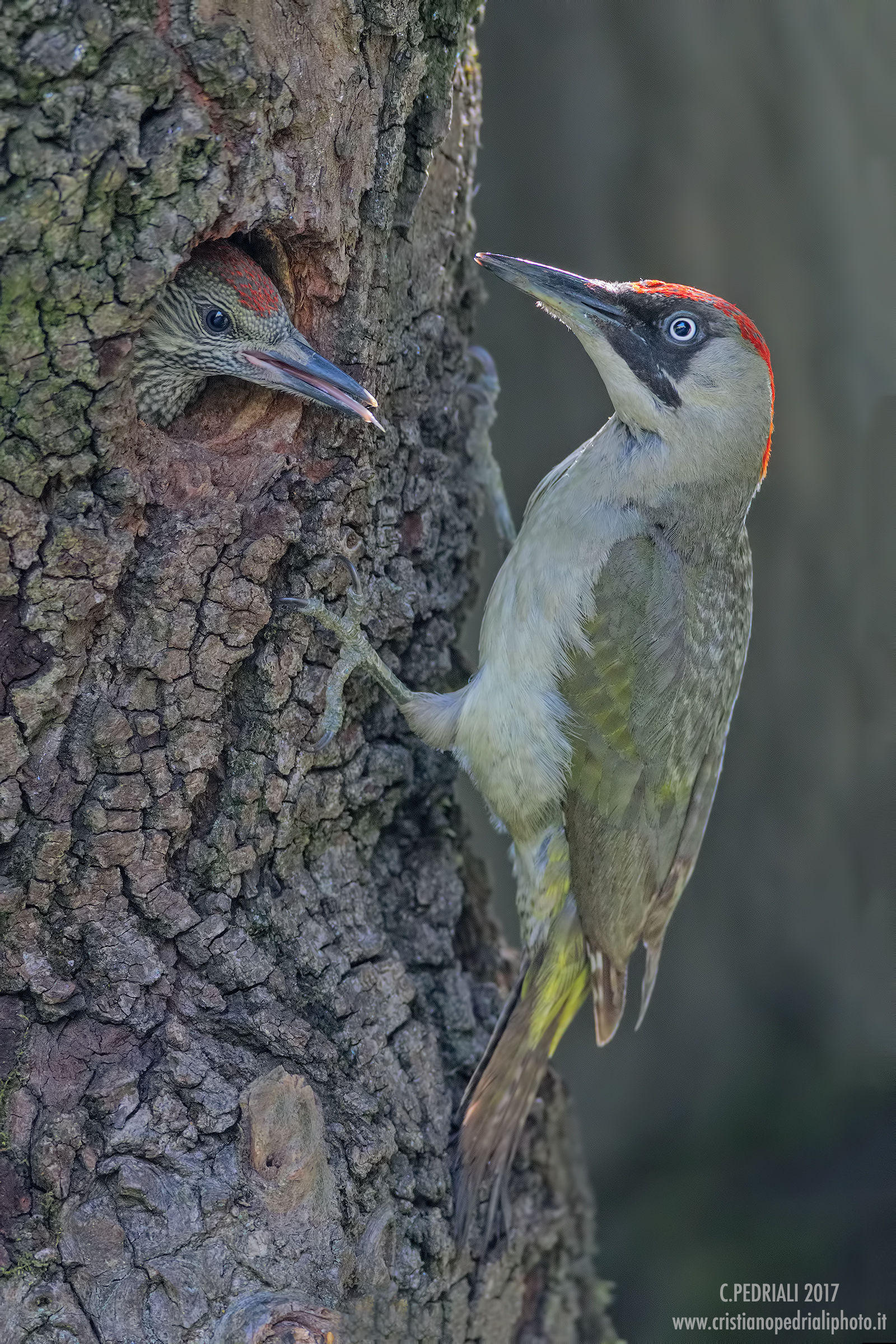 Prima dell'imbeccata...