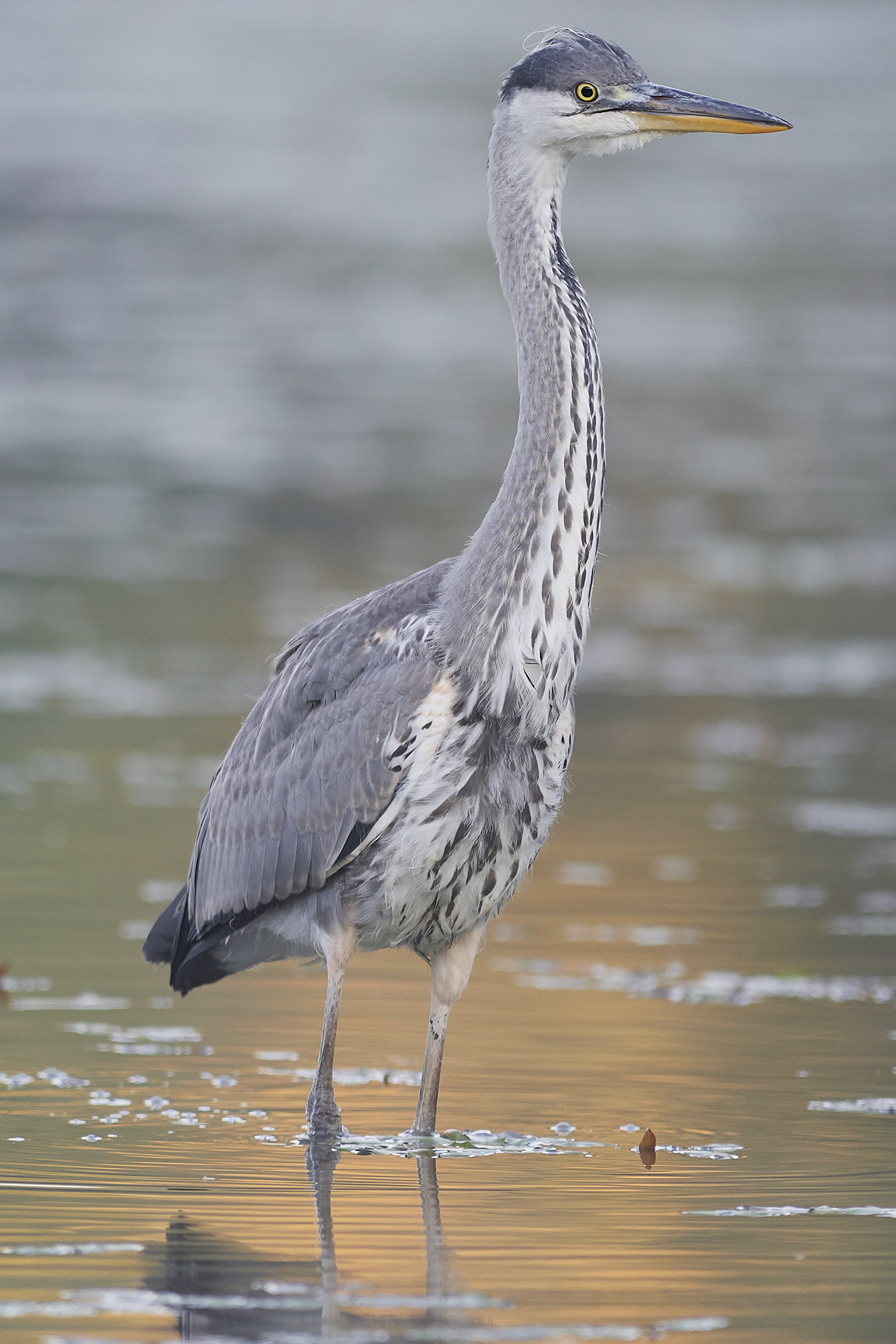 Grass heron