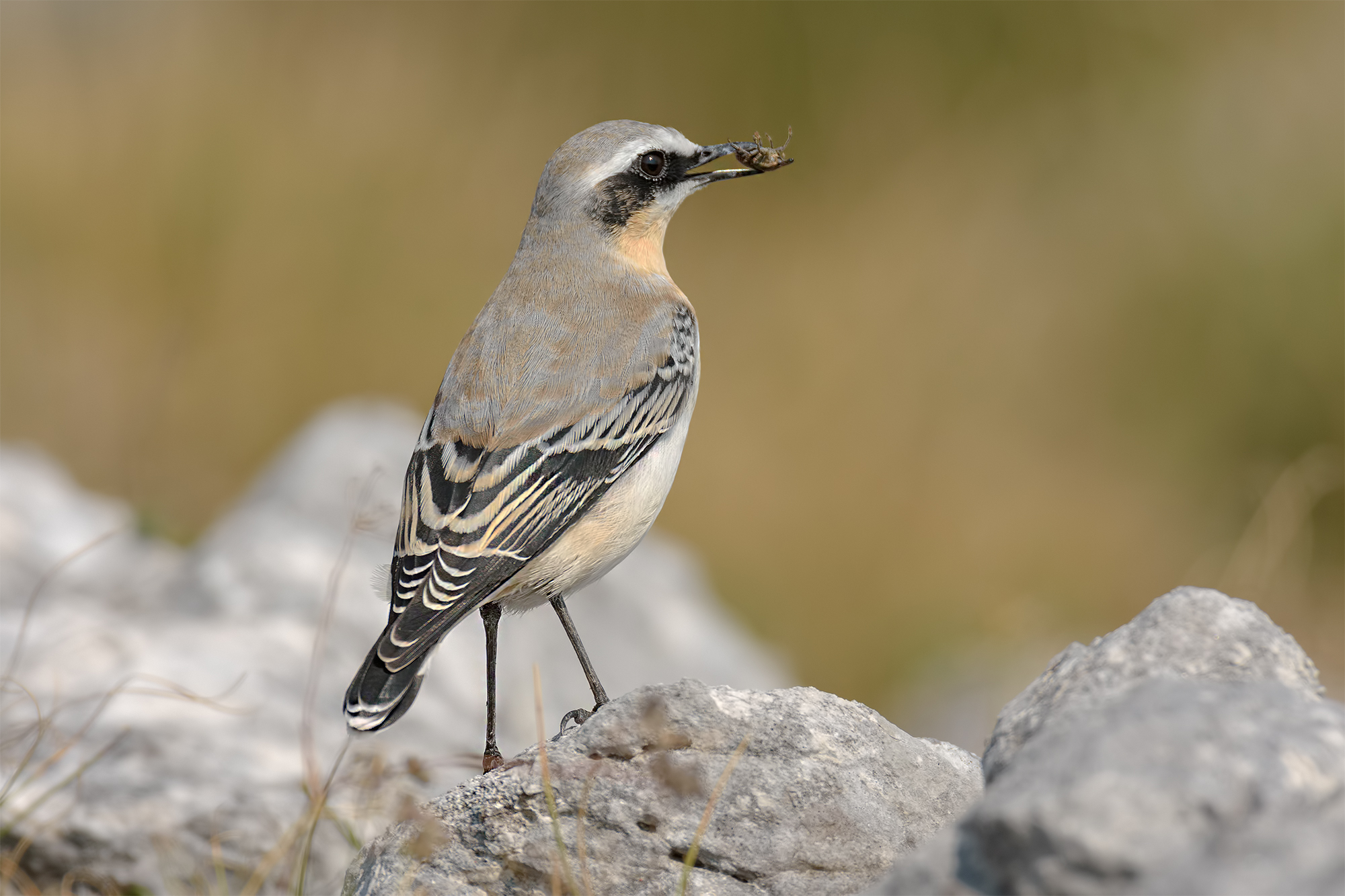 Culbian - Apuan Alps Mouth of Pianza.