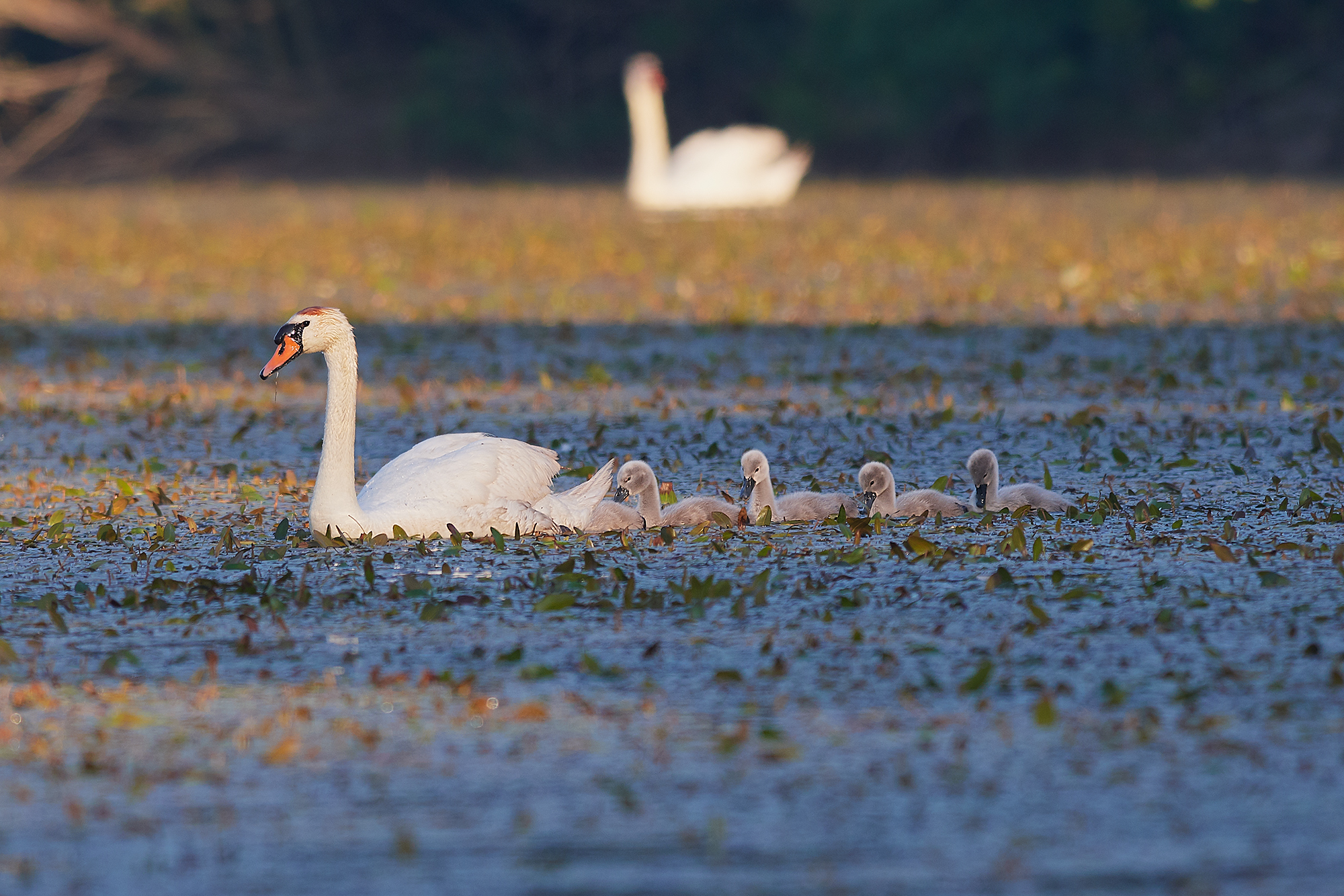 A spasso con mamma cigno