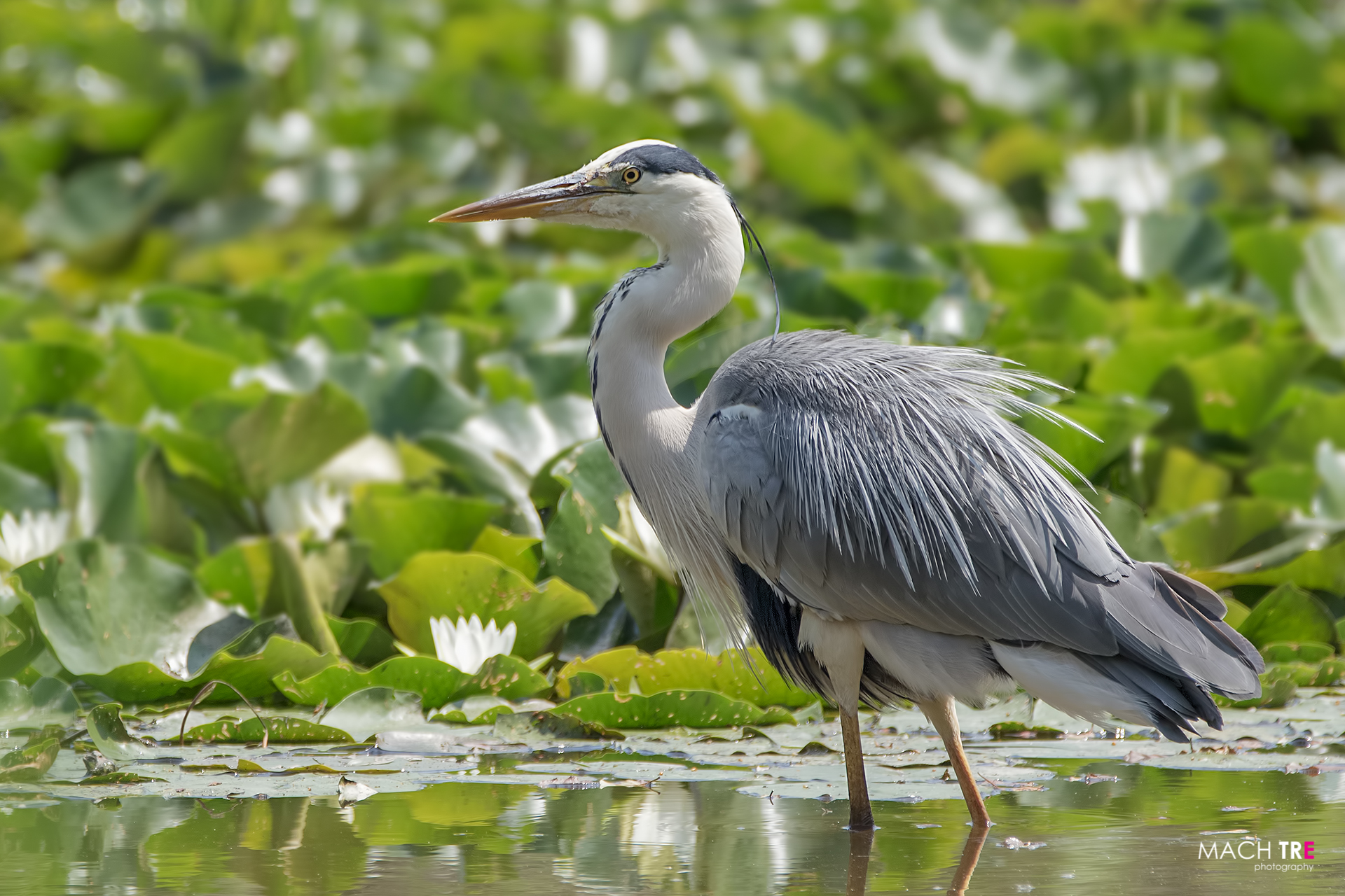 Airone cenerino (Ardea cinerea)