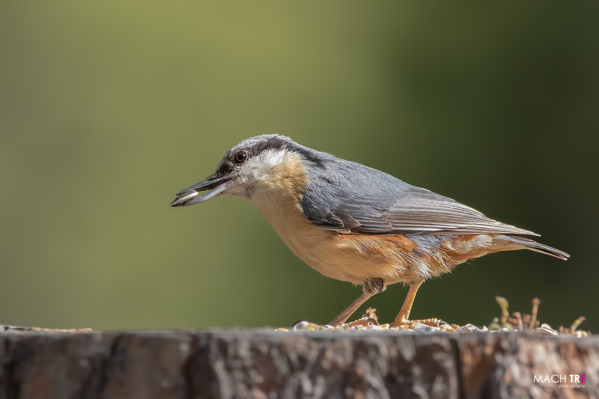 Picchio muratore (Sitta europaea)