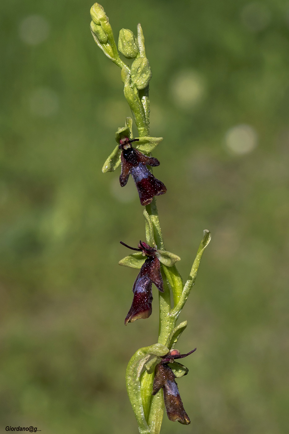 Oprhys Insectifera ..