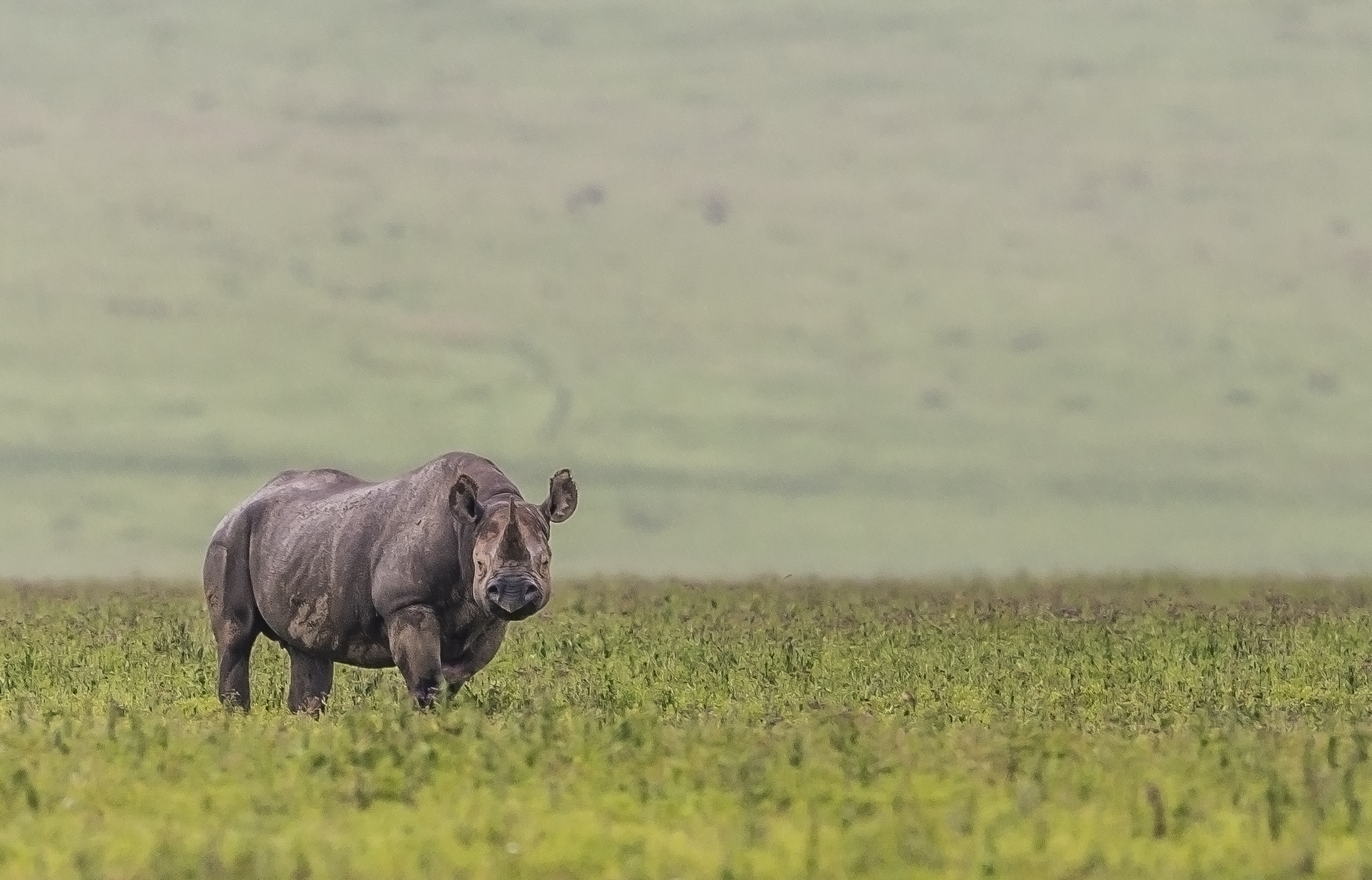 Tanzania 2017 - Ngorongoro crater