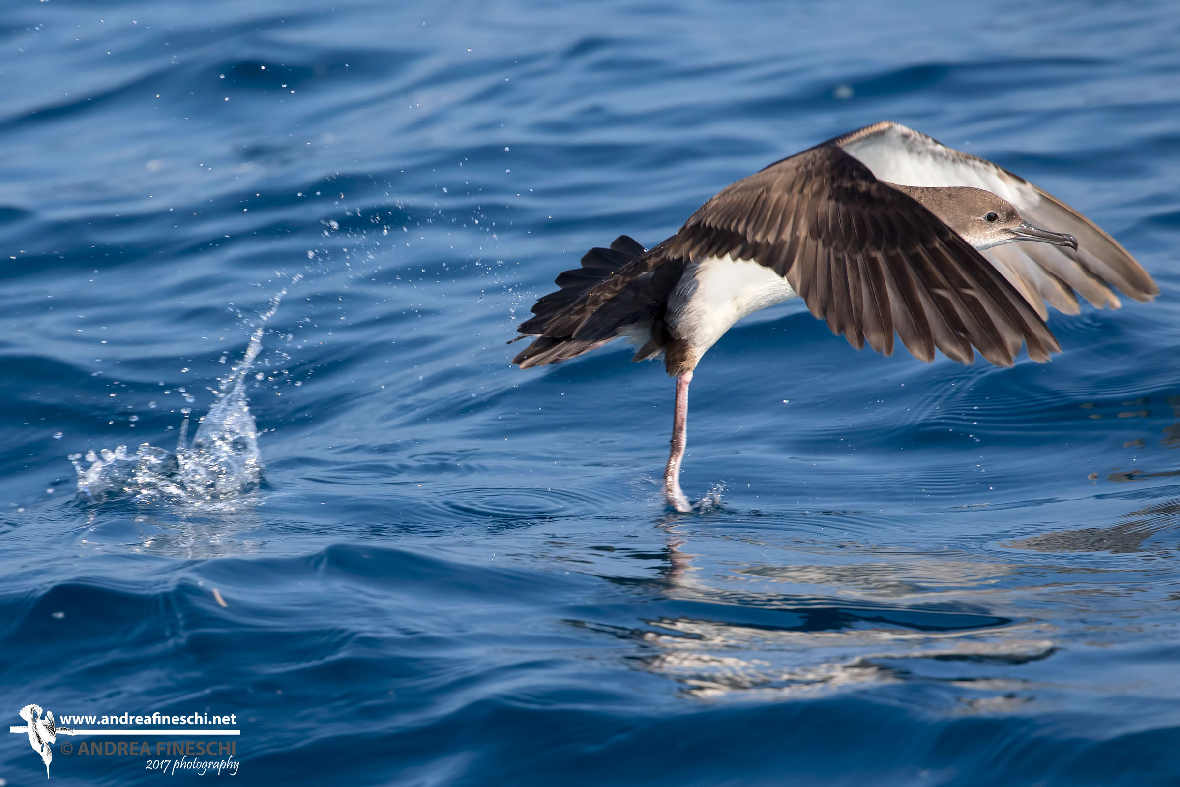 Berta minore in fase di involo