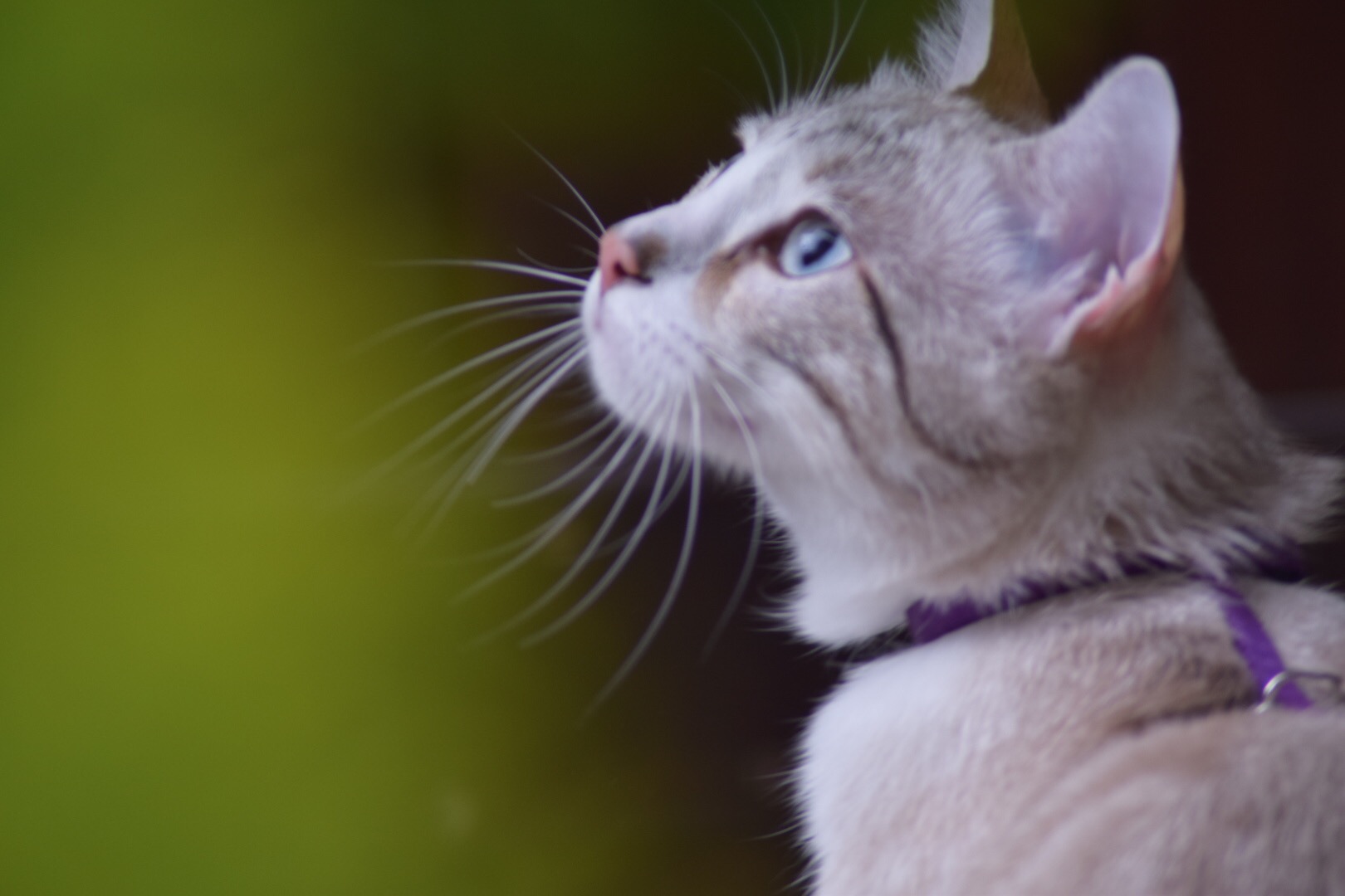 Thoughts for the head