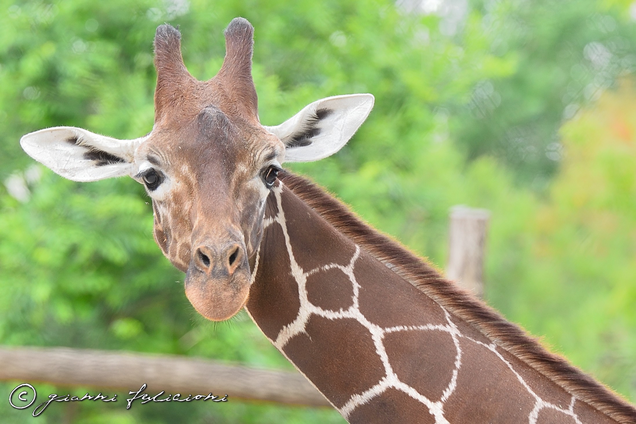 Cos'hai da guardare?