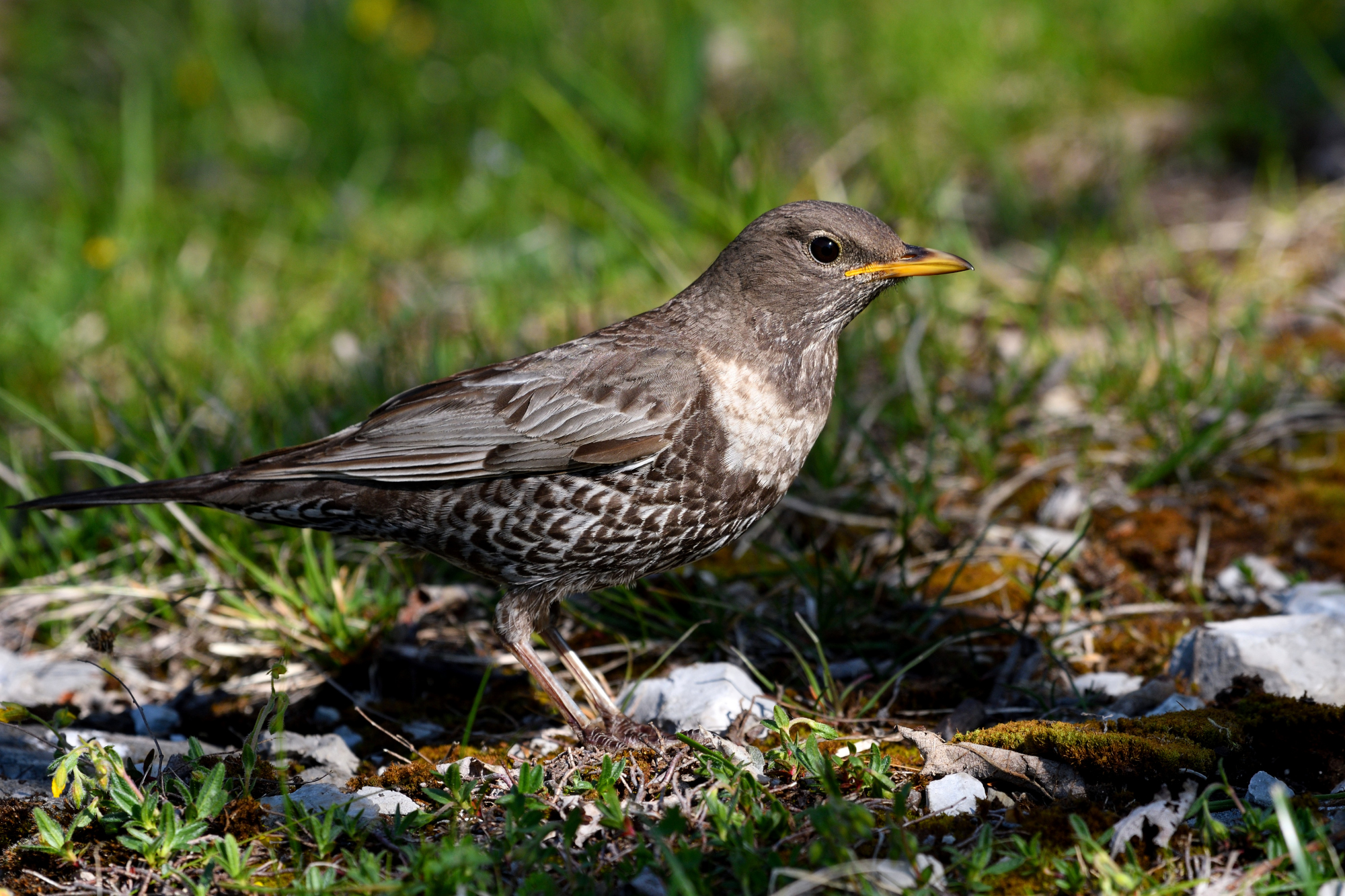 merlo dal collare ssp. alpestris