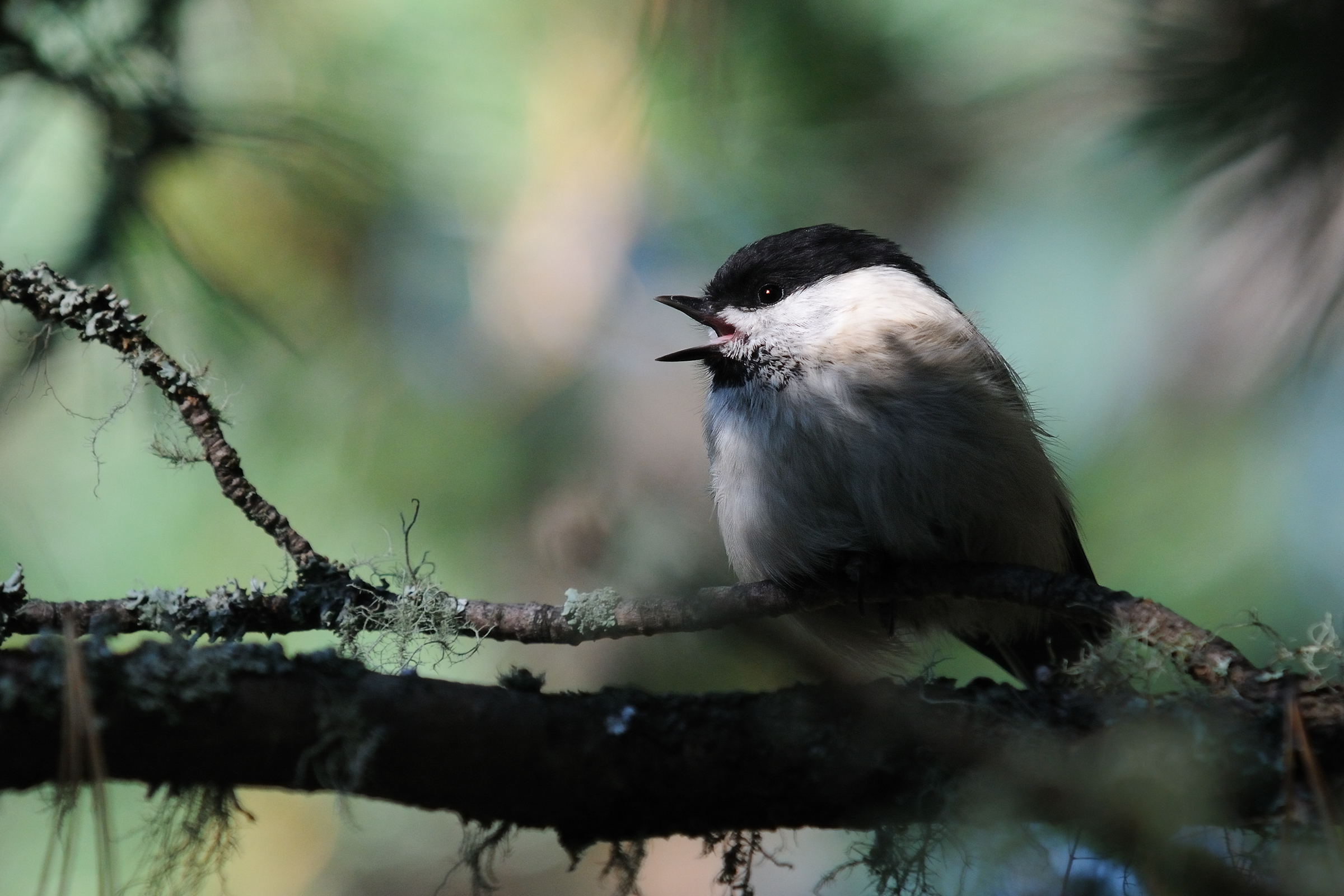 cincia bigia in canto