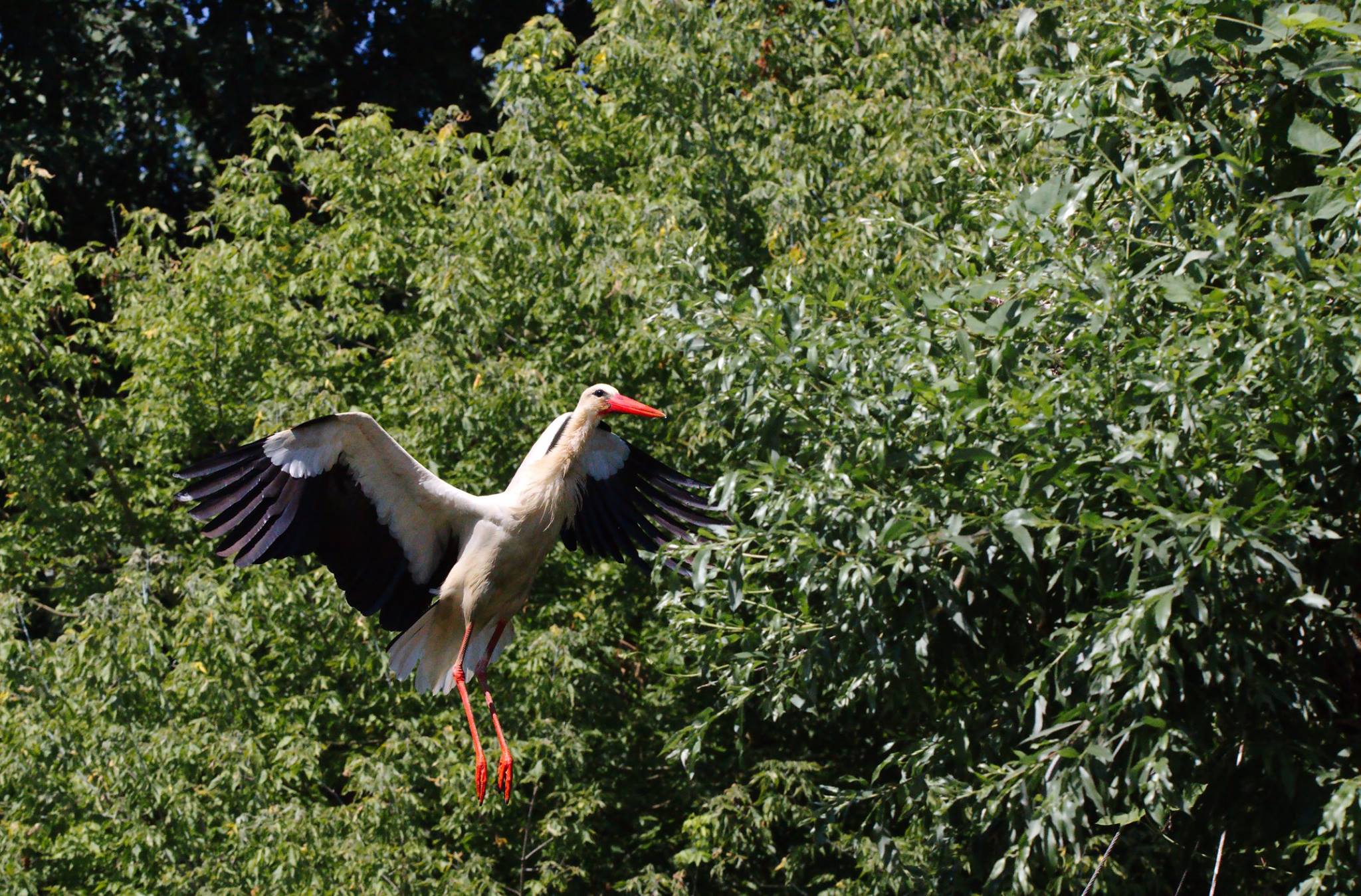 The protagonist of the stork 1