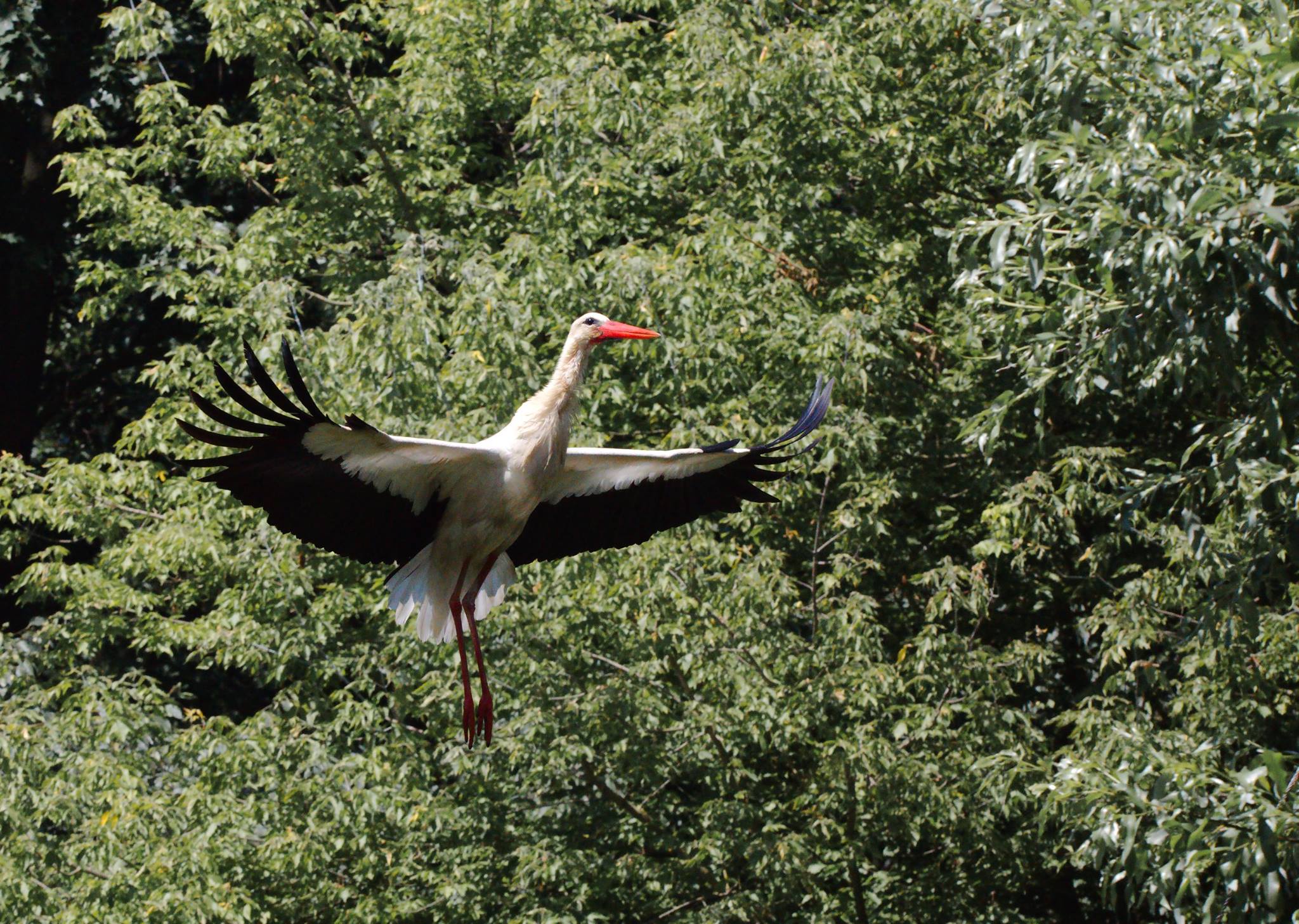 The stork of the stork 2