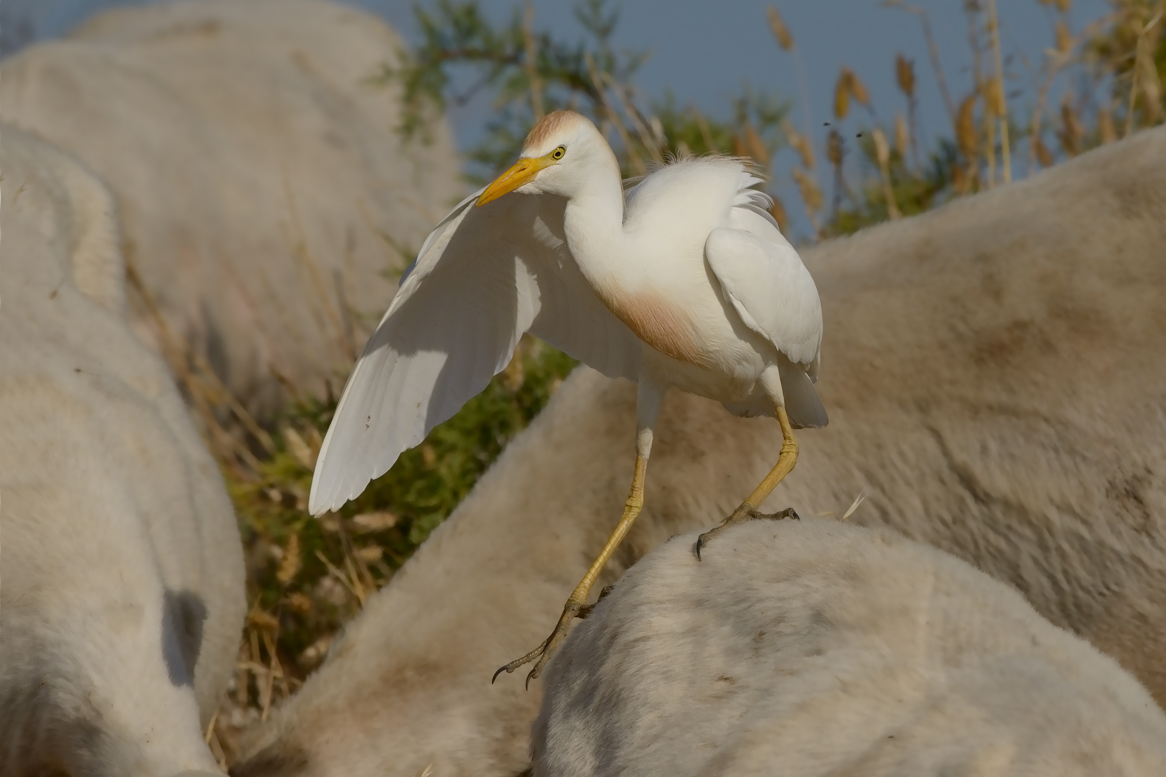 In equilibrium on the sheep