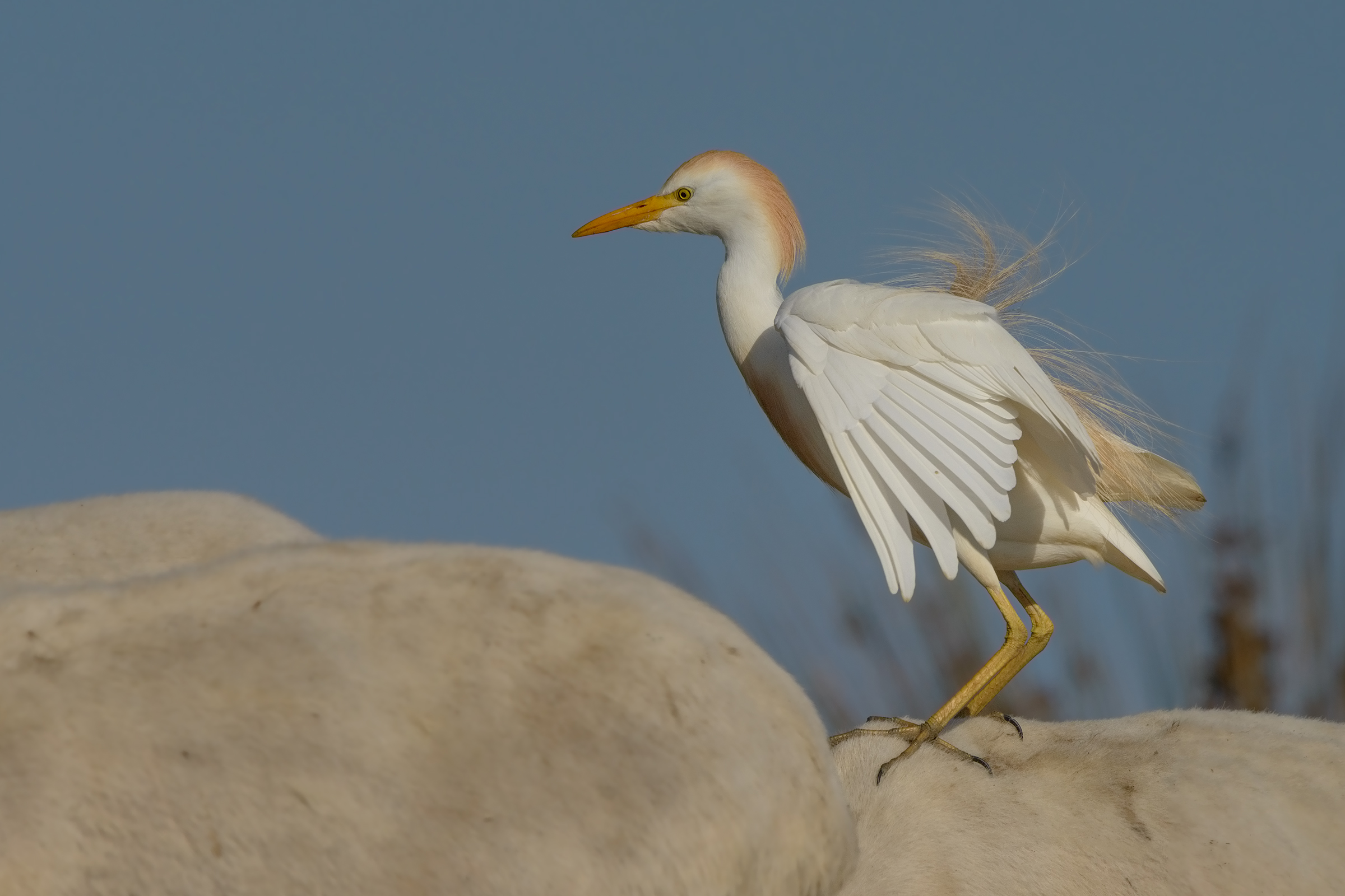 Portrait of guardabuoi