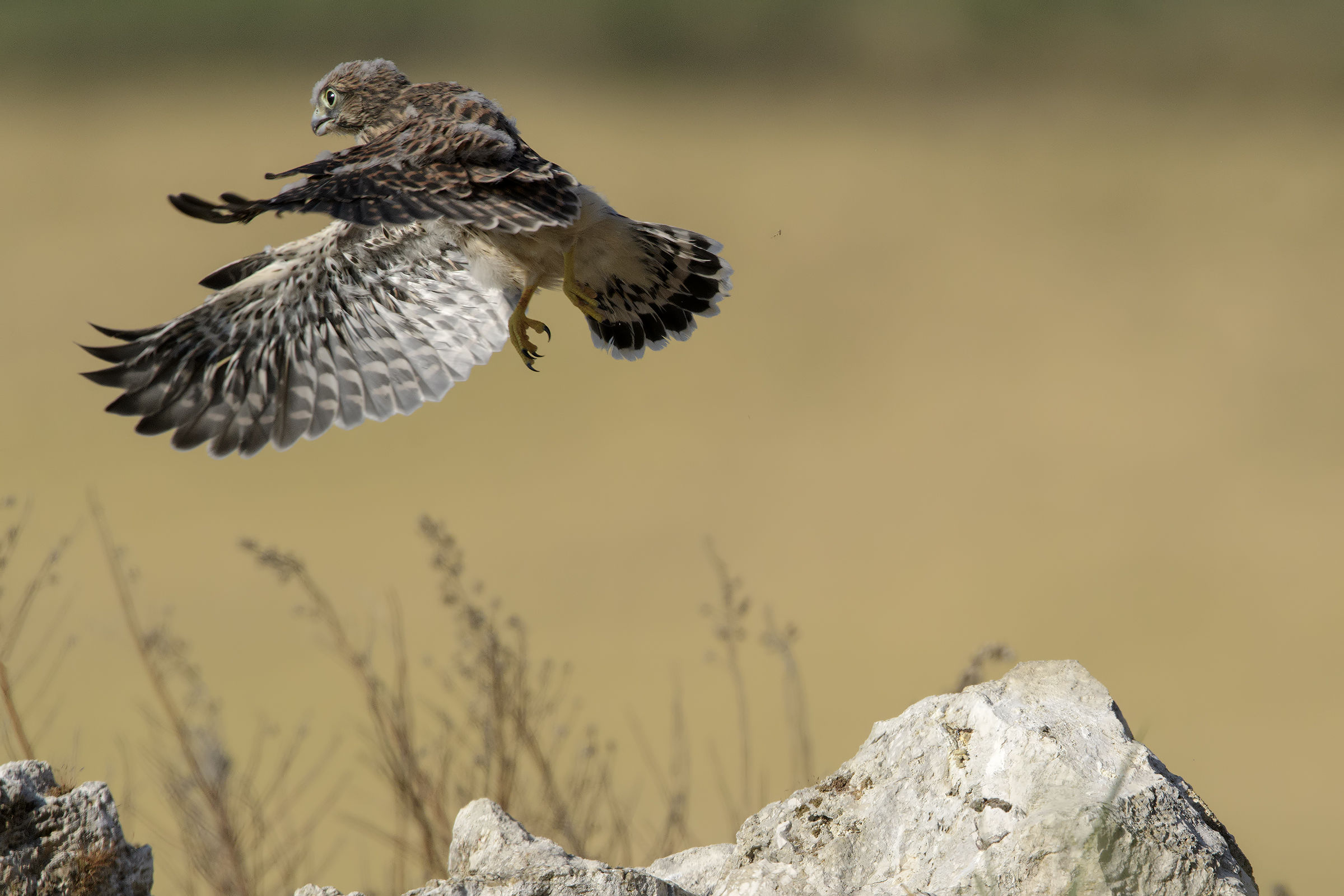 Young Kestrel