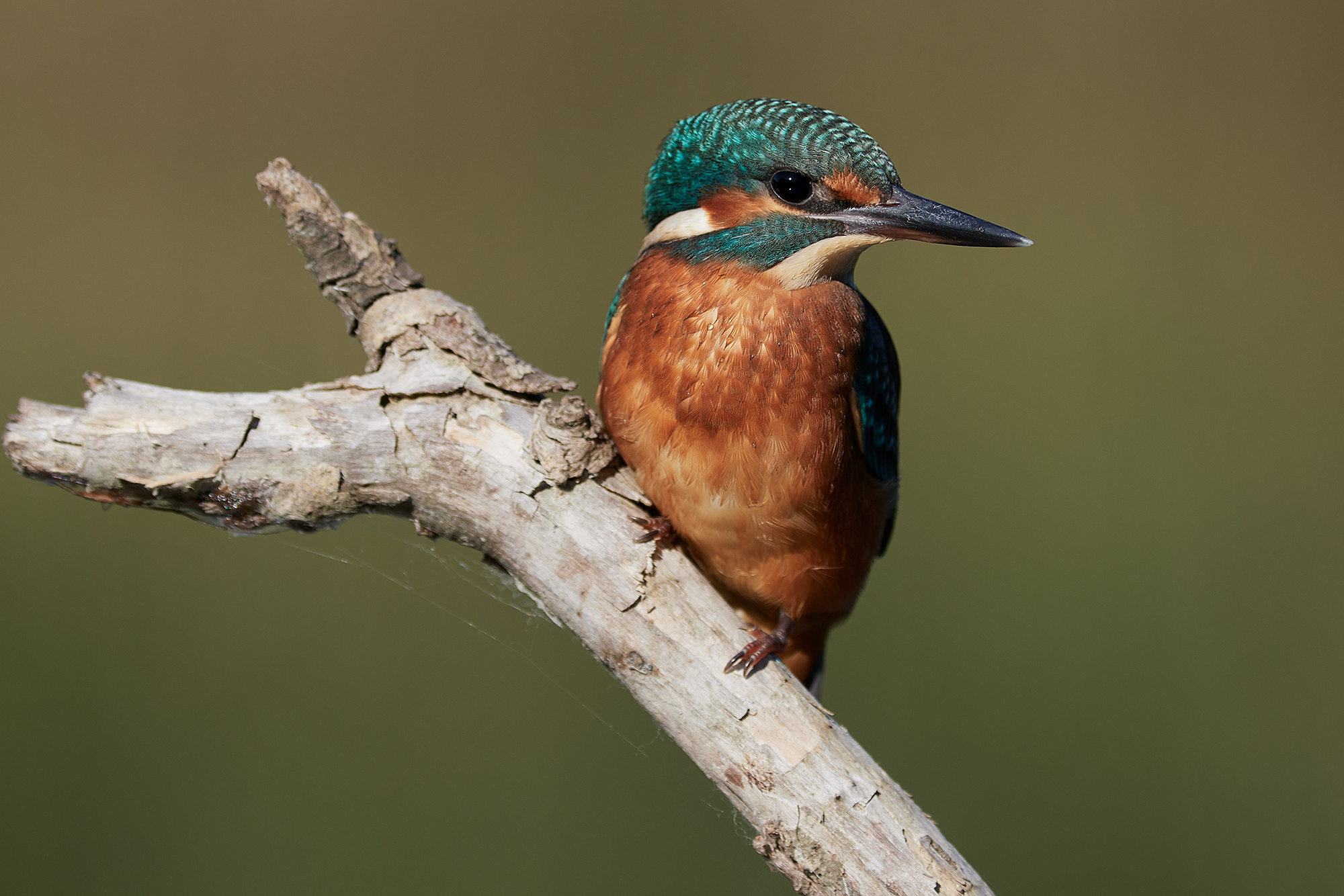 Kingfisher