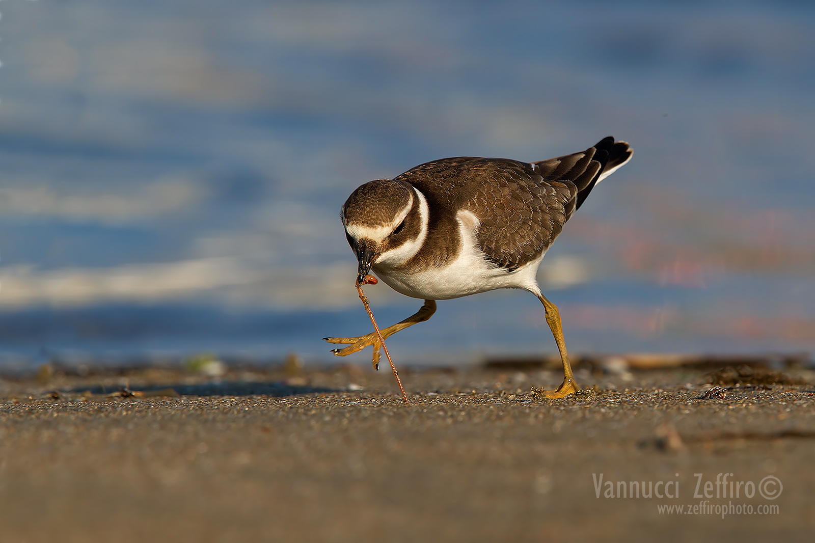 Courier and Arenicola