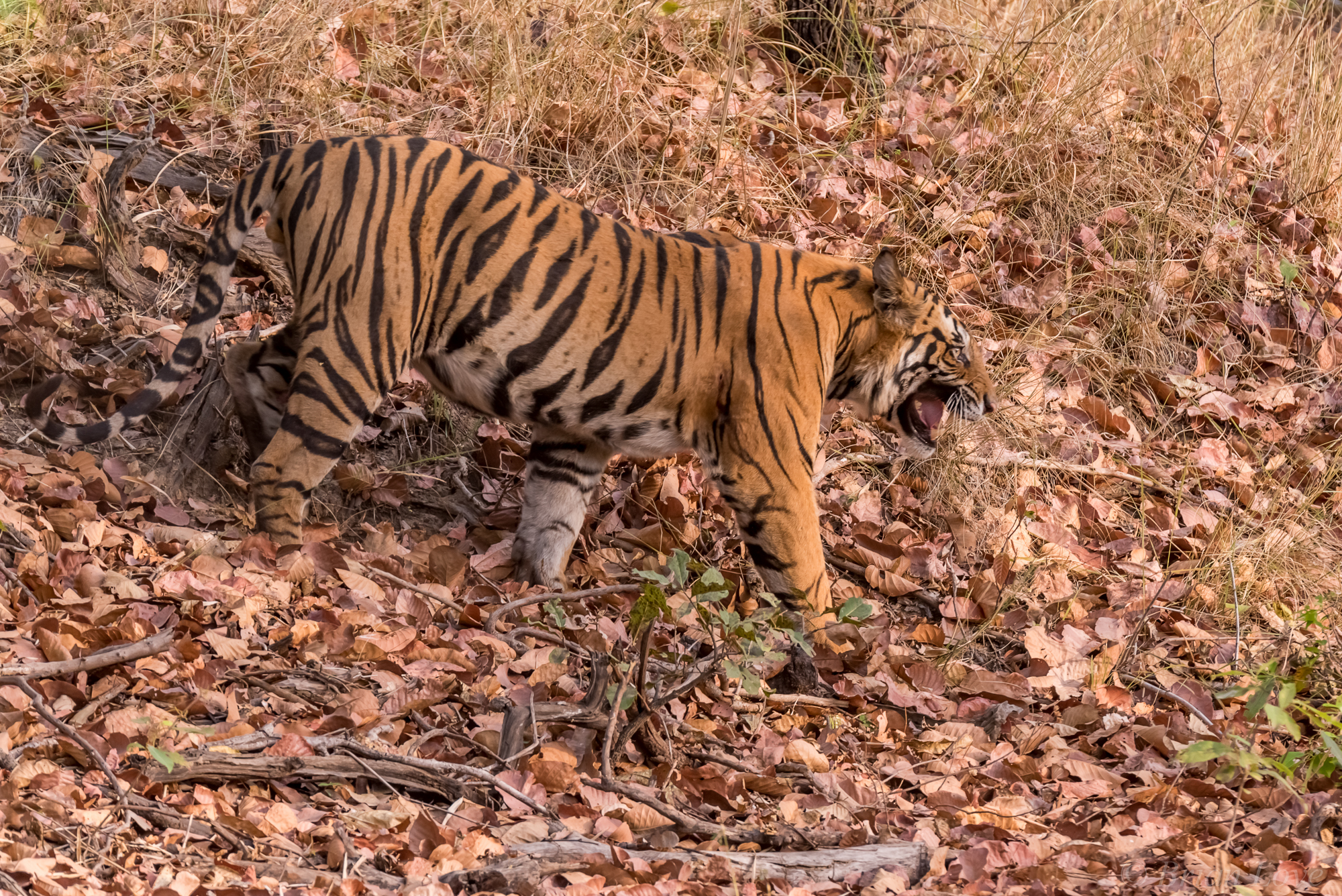 Snarling all'elifante che sta bloccando il mio cammino.