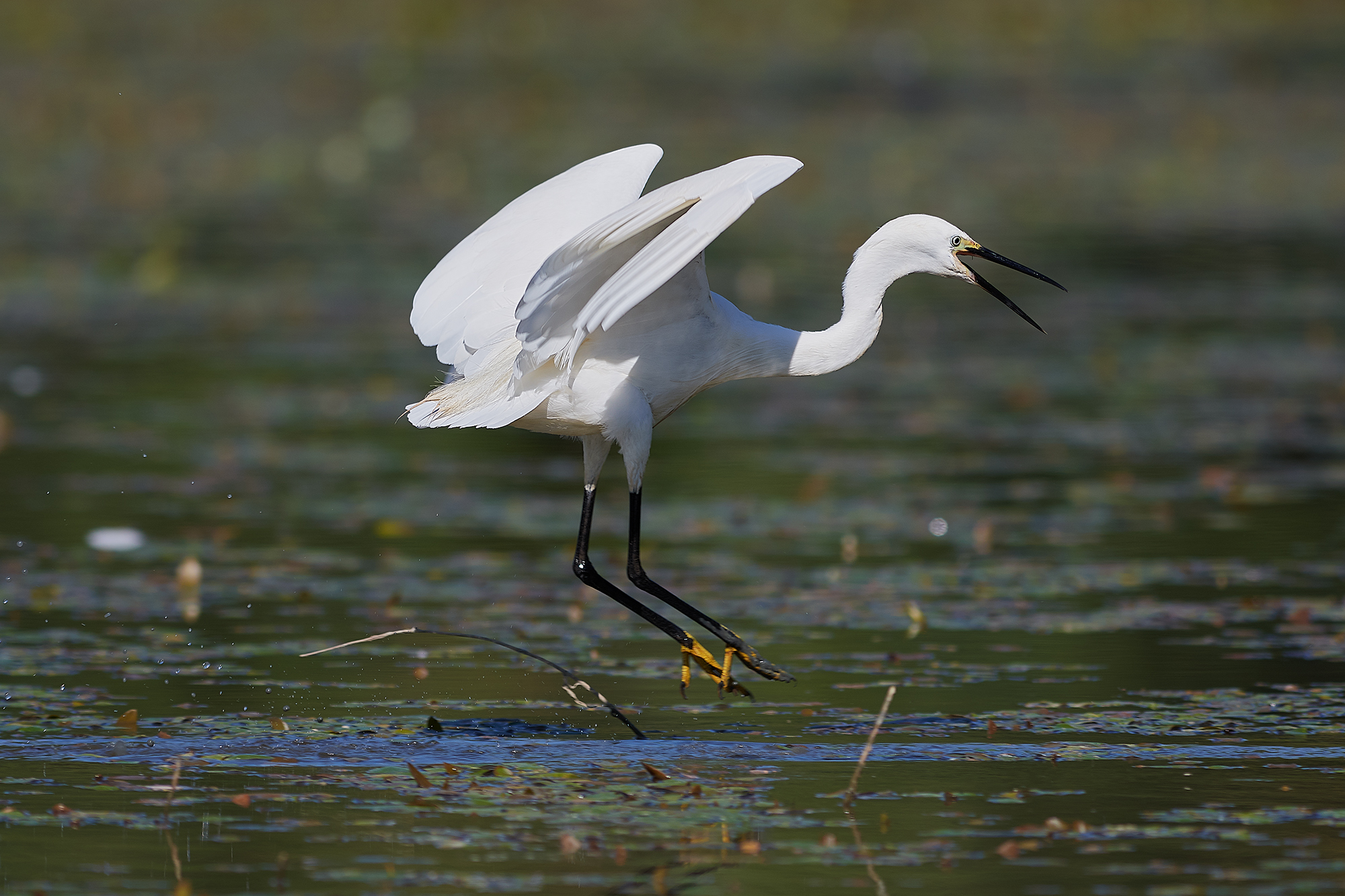 Egret
