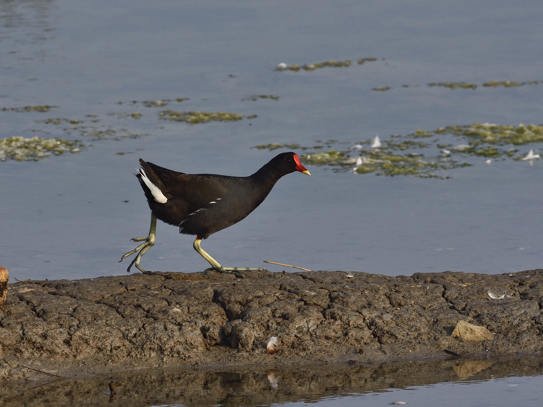 Gallinella a passeggio