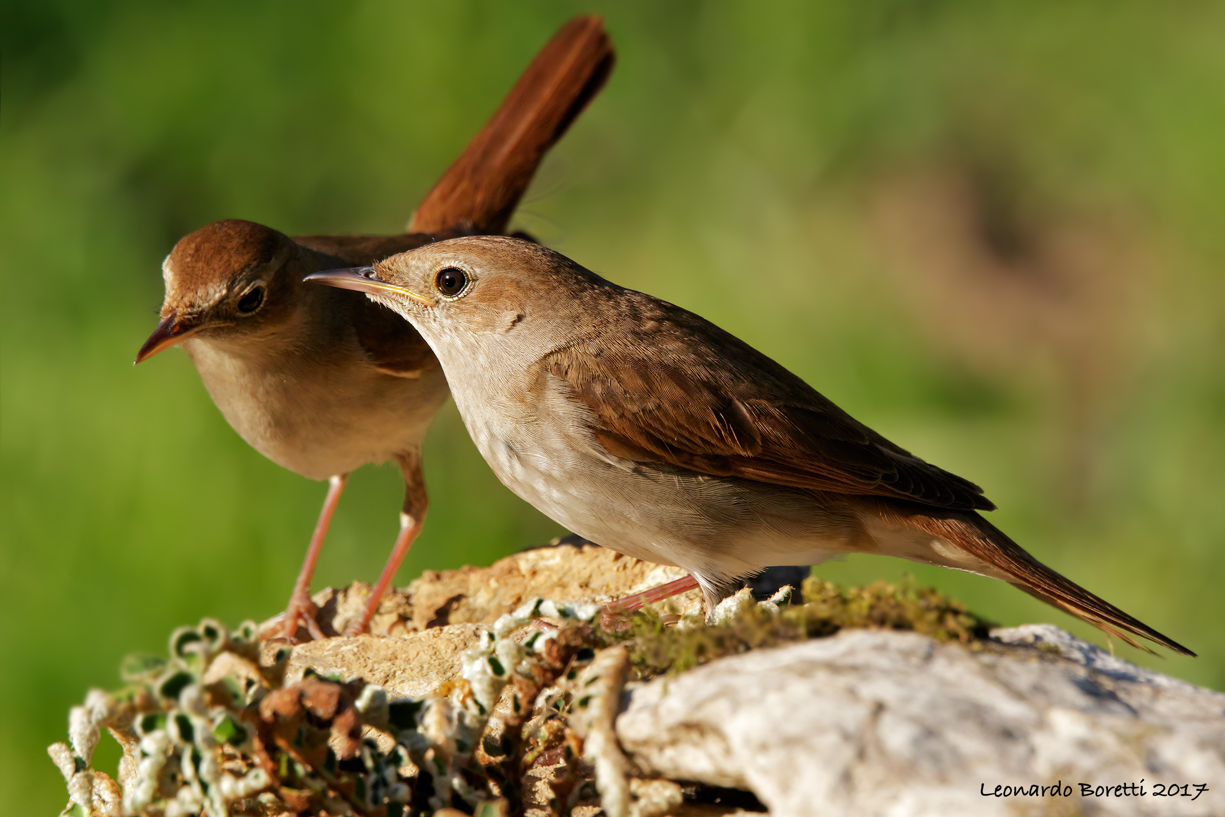Nightingales