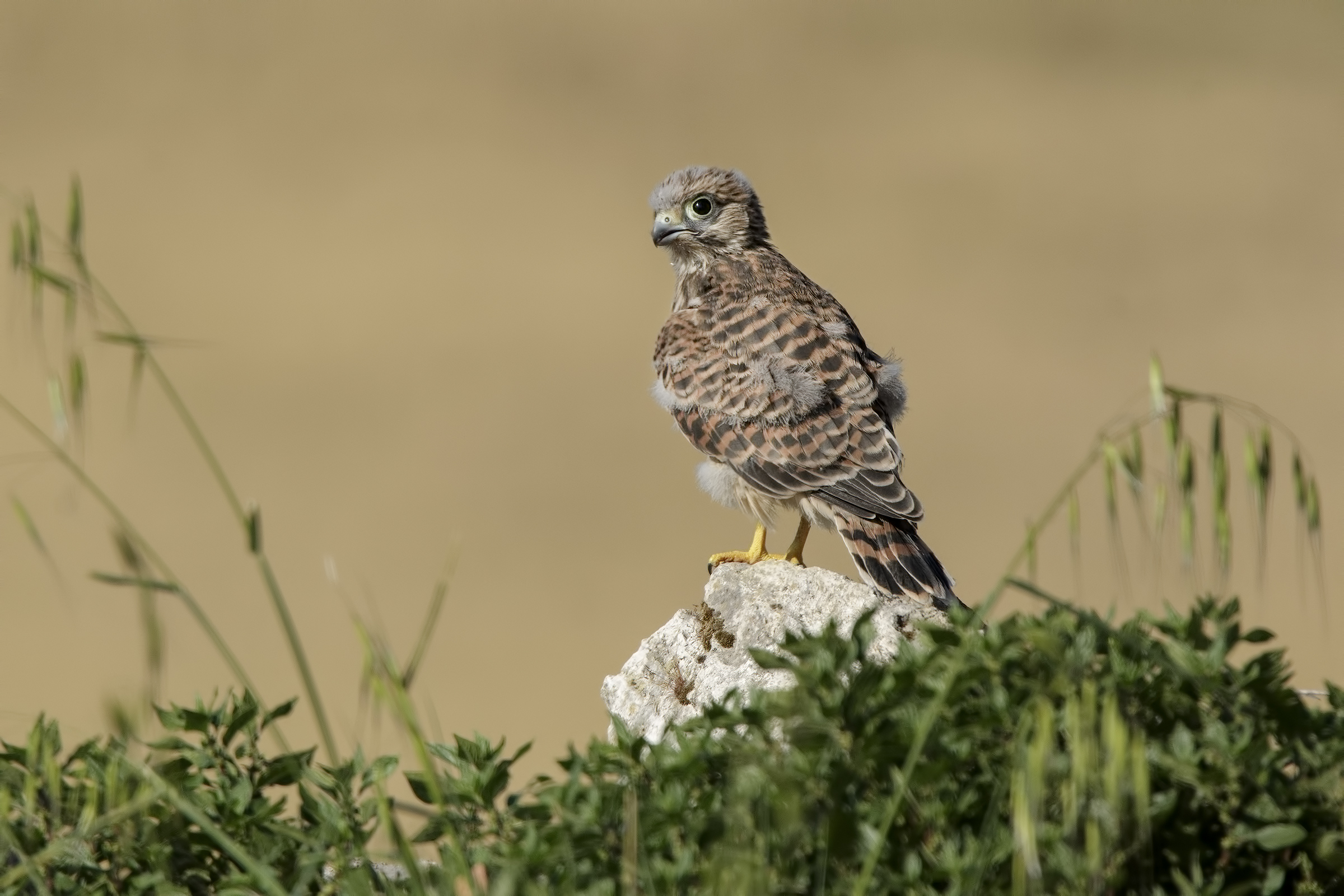 Young Kestrel