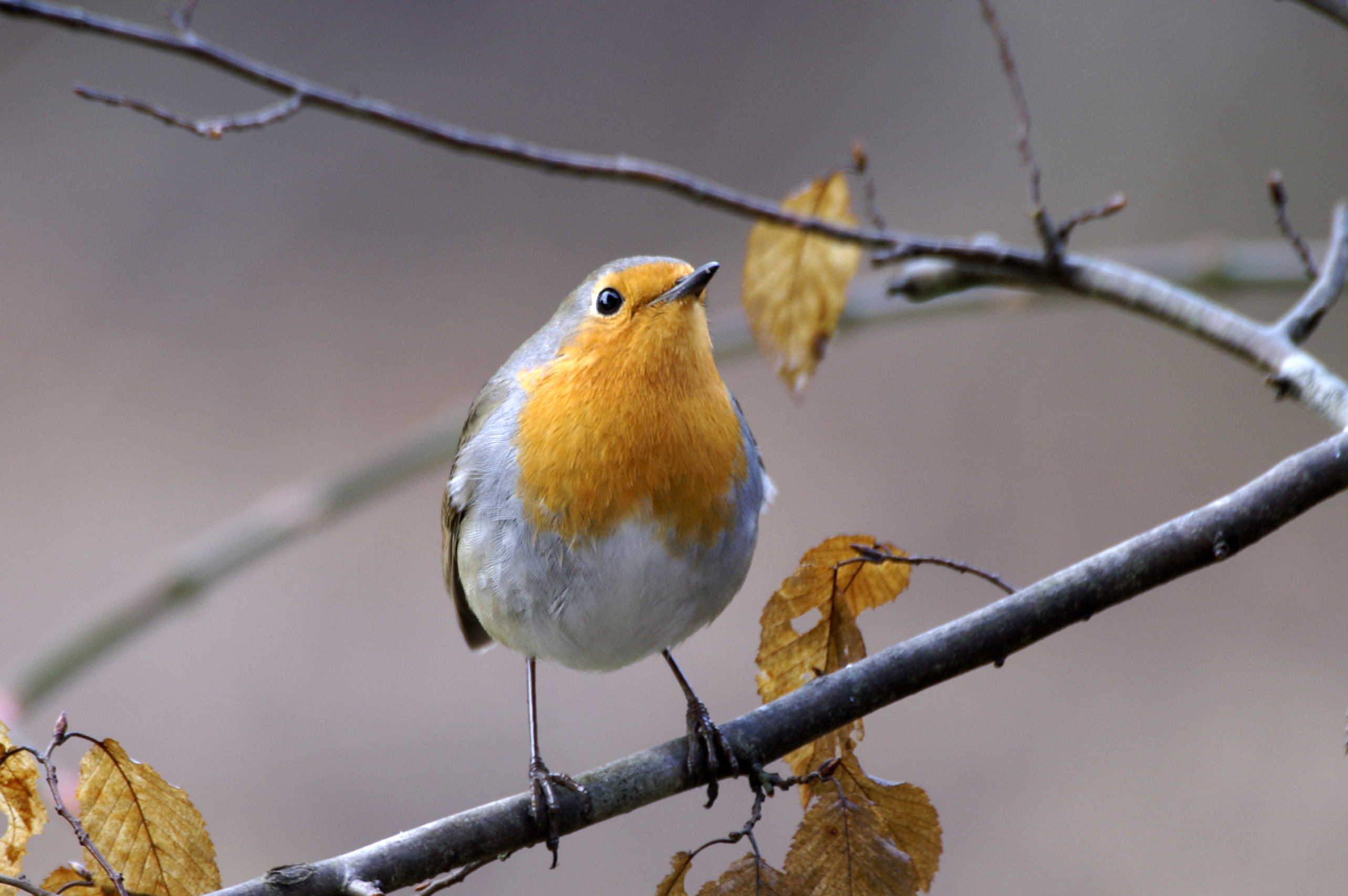 The Redbreast
