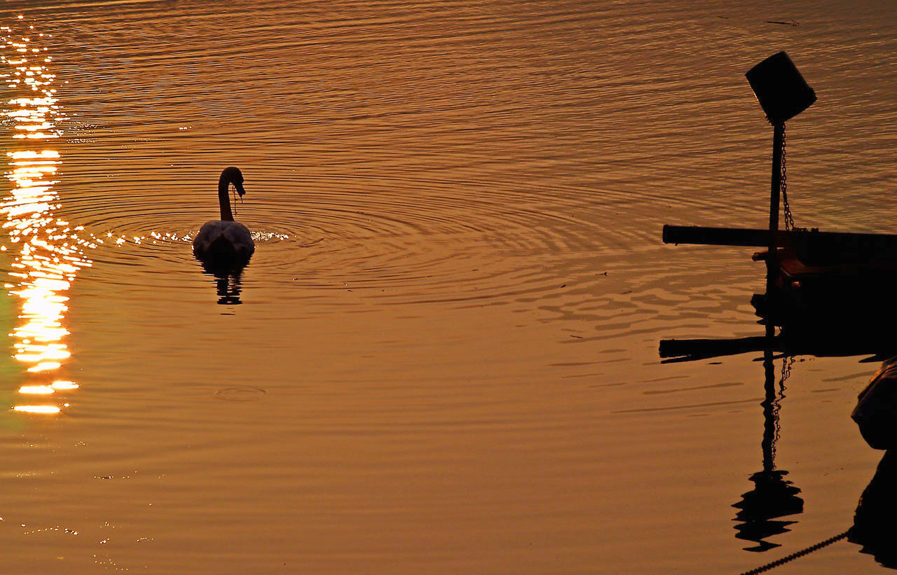 Swan at sunset
