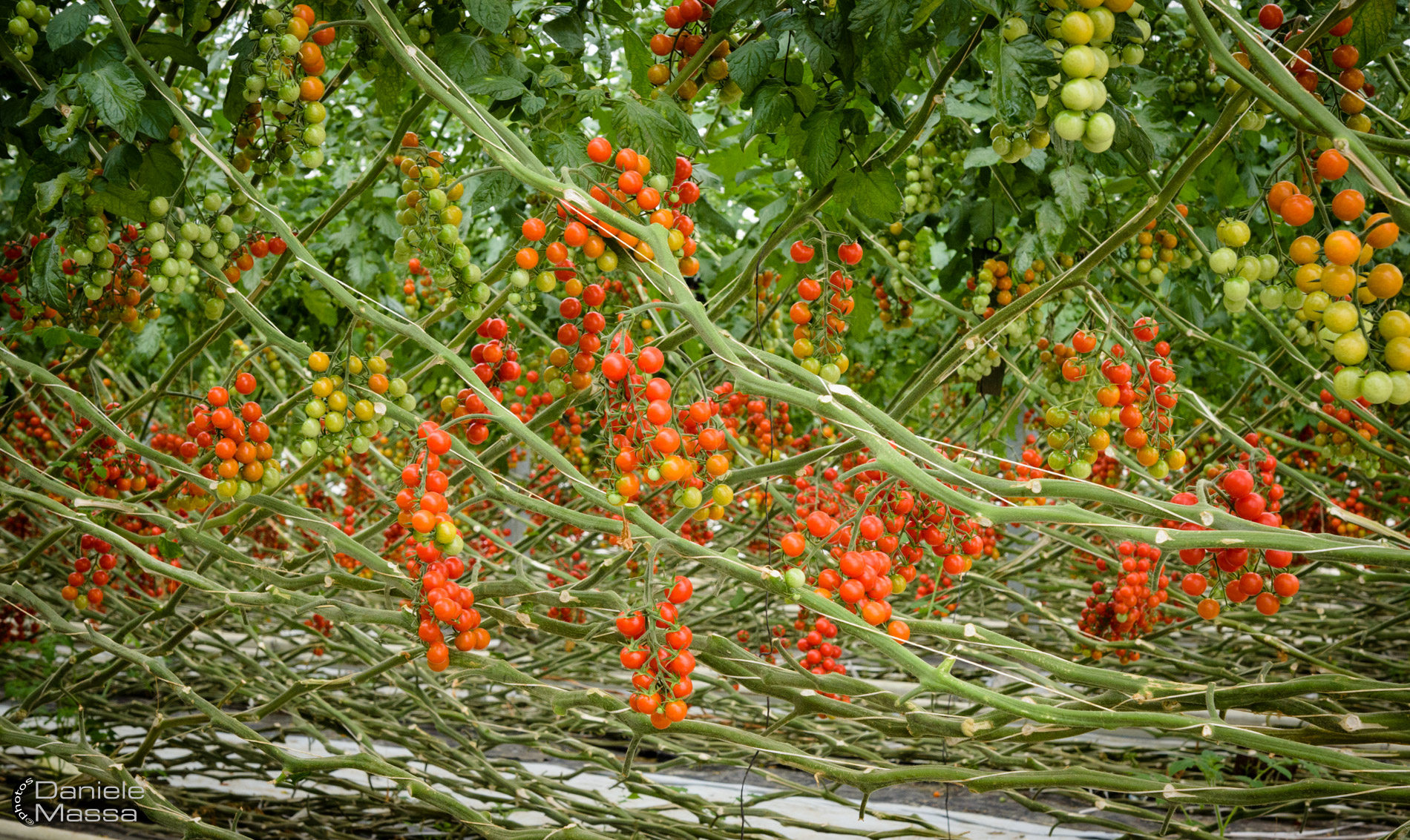 Foresta di pomodori