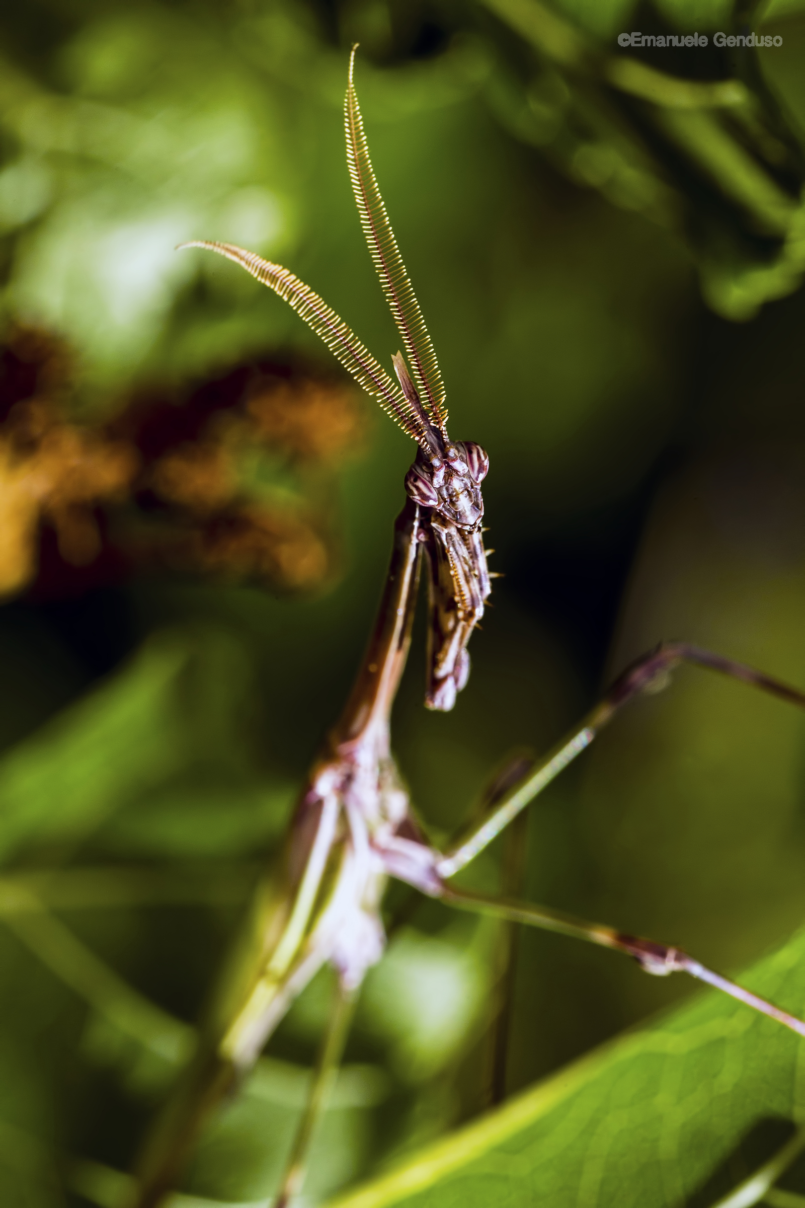 Empusa pennata