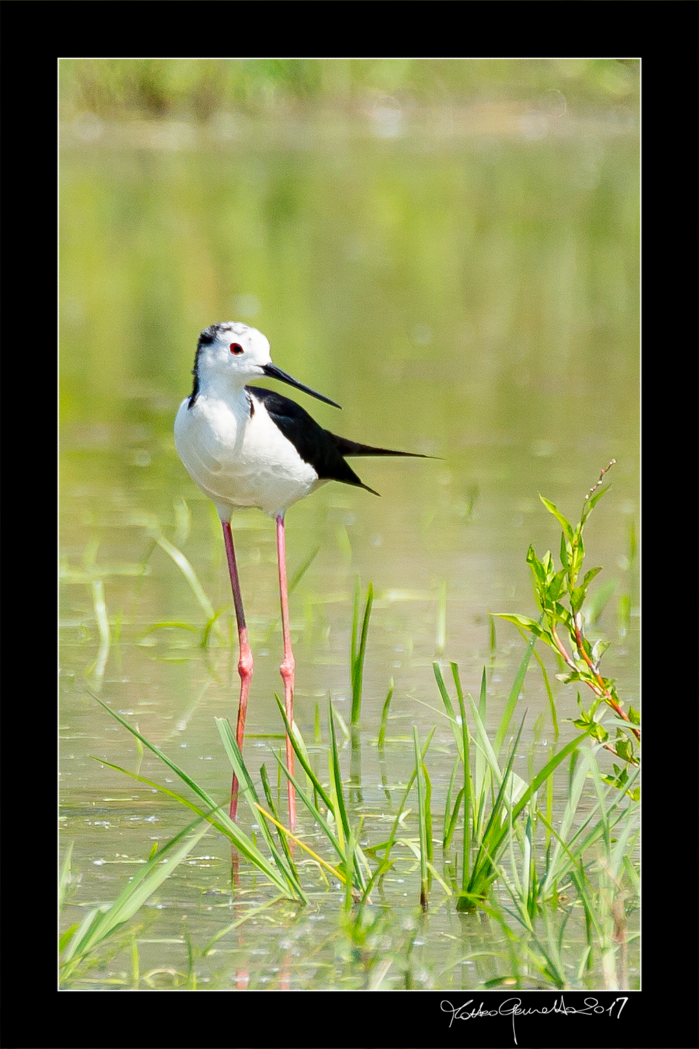 Ladies and gentlemen, his majesty, the Knight of Italy