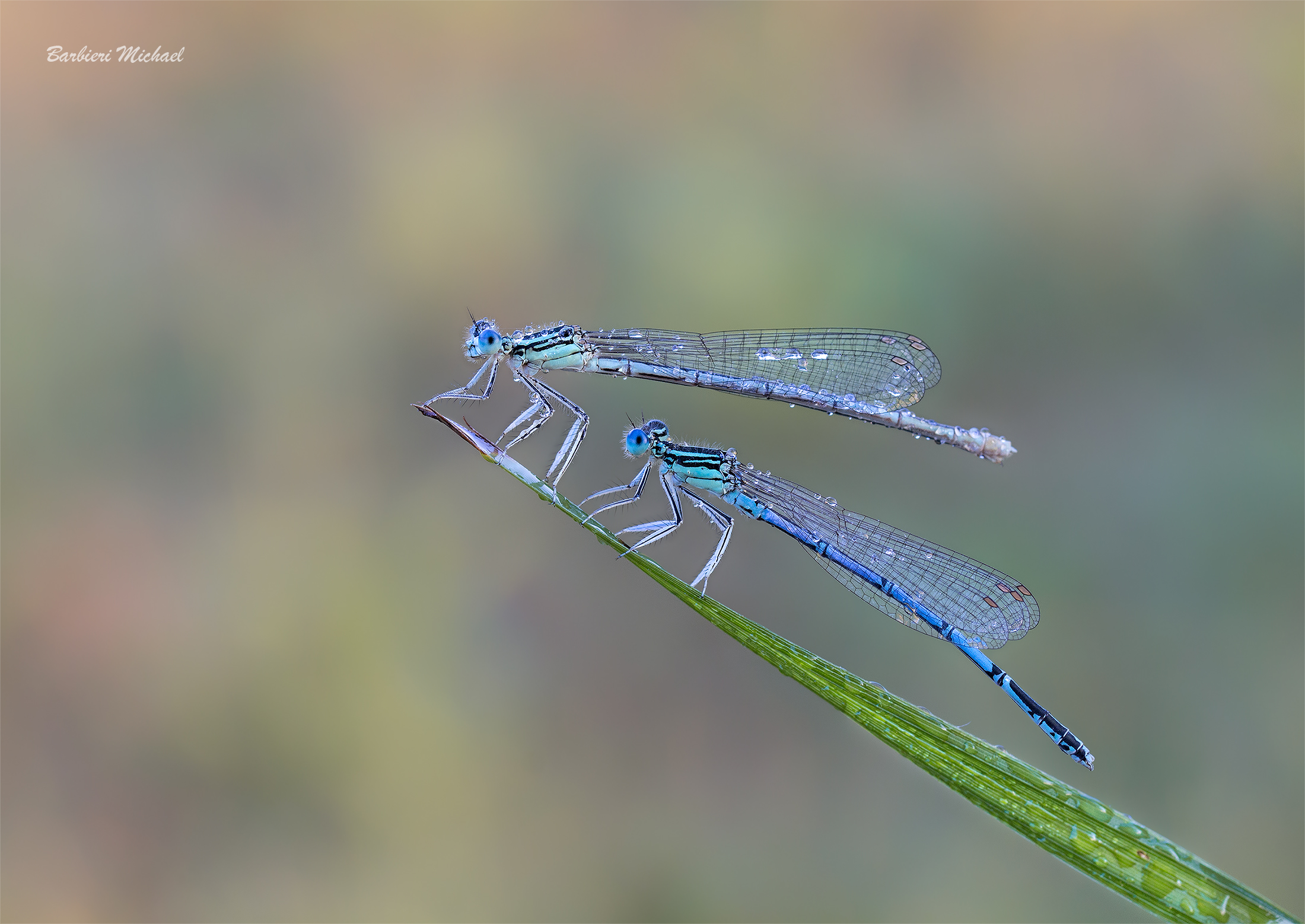 Platycnemis pennipes &female;&male;