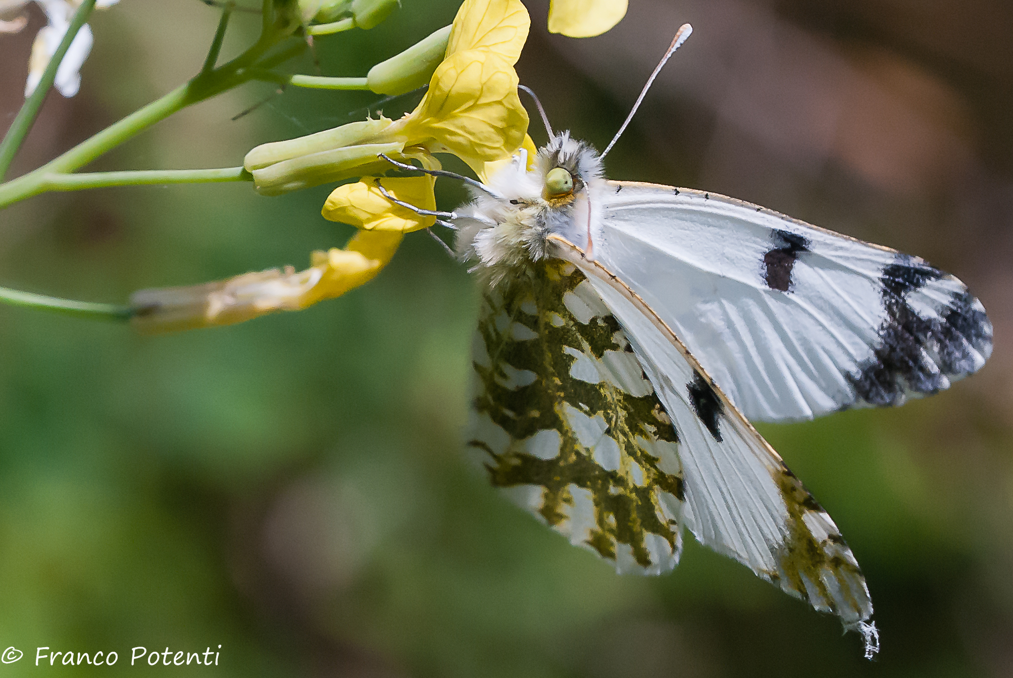 Pieris Brassicae