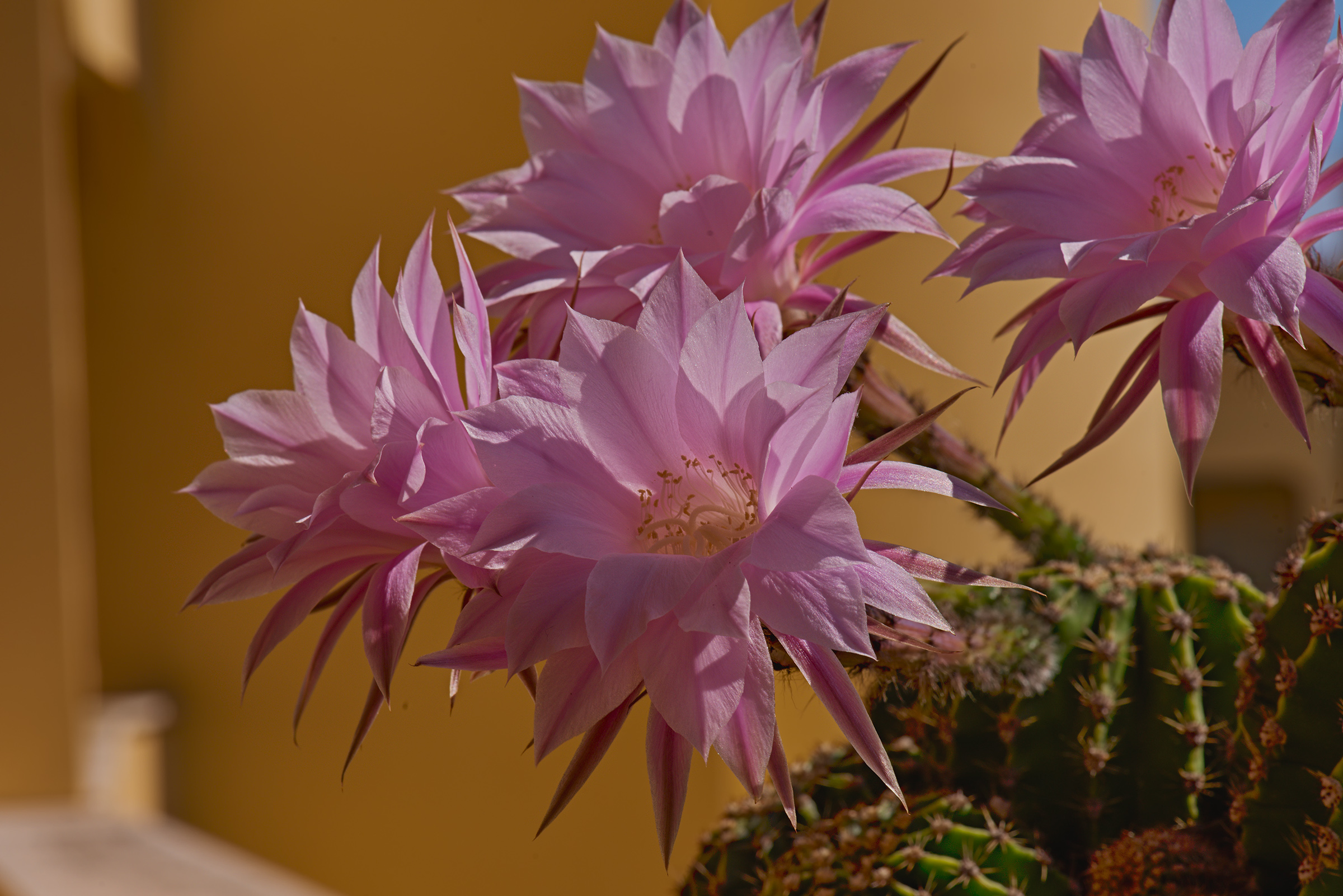 Fiori, in un mondo di spine