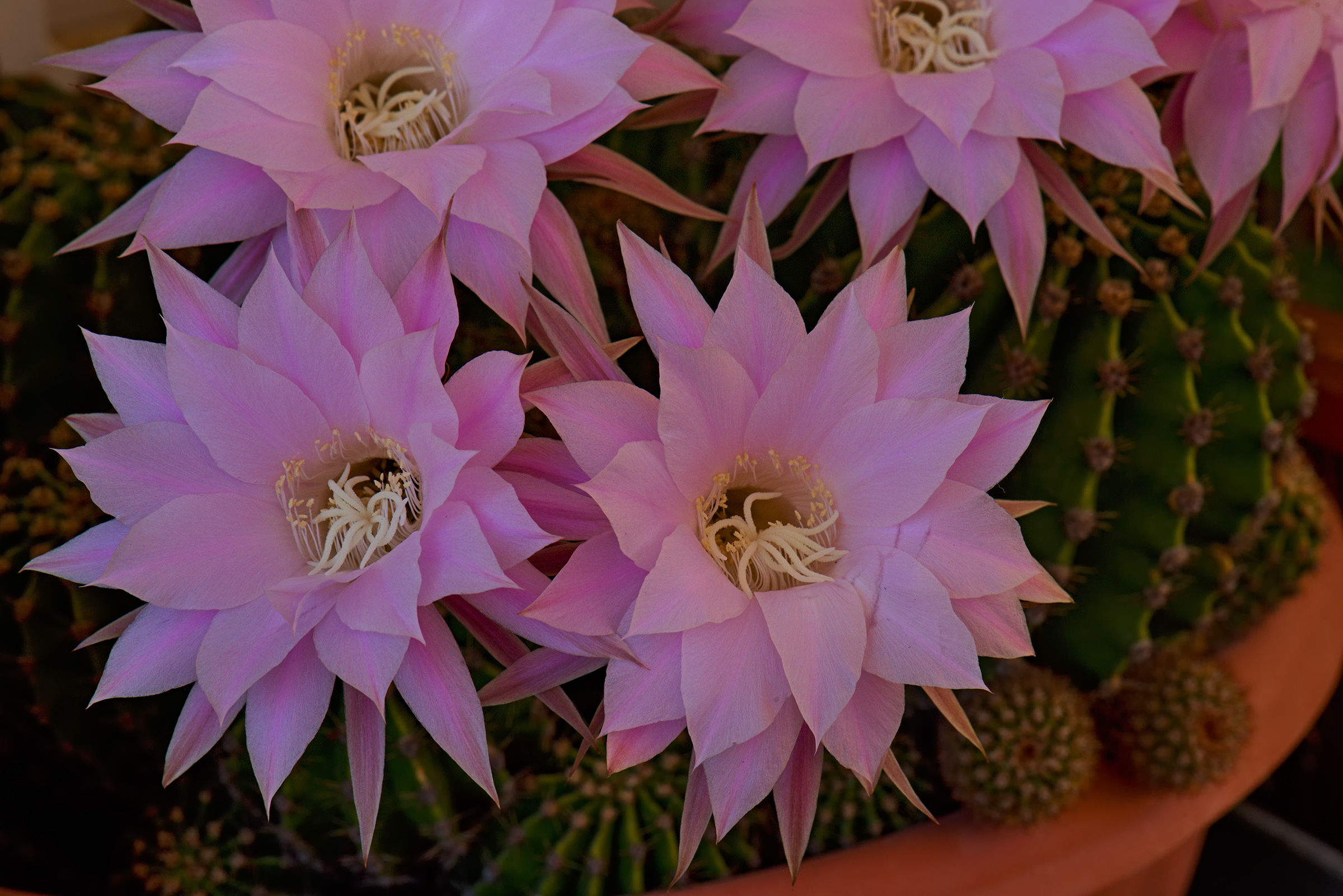 Fiori di Cactus