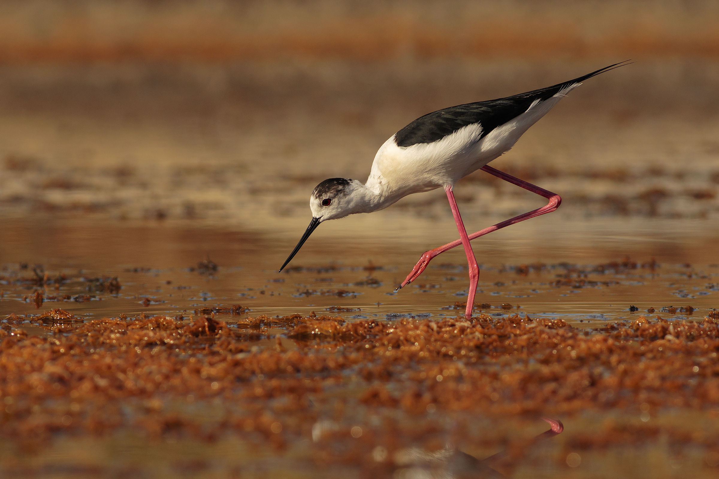 Knight at early morning light