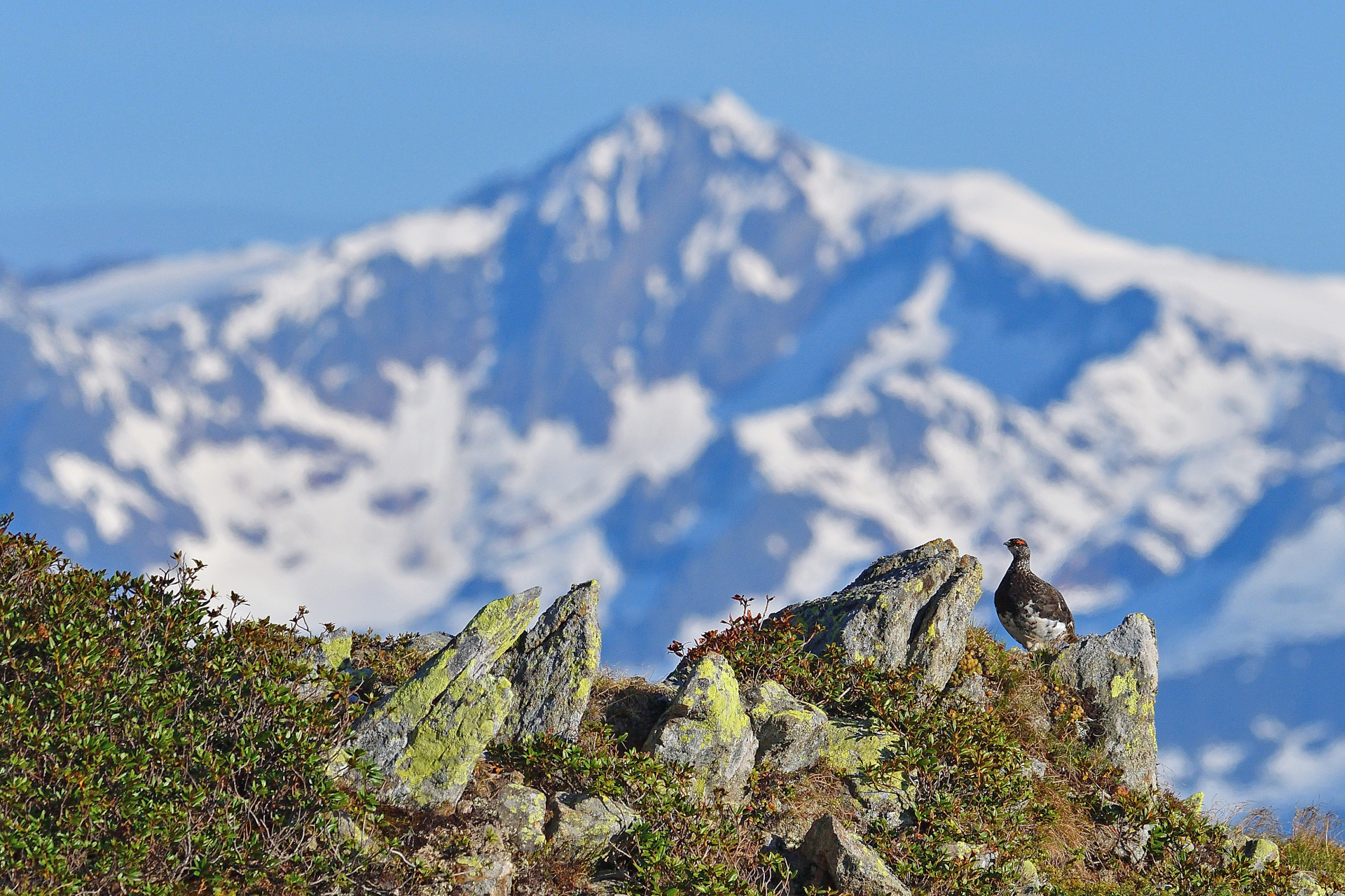 White paws in her environment